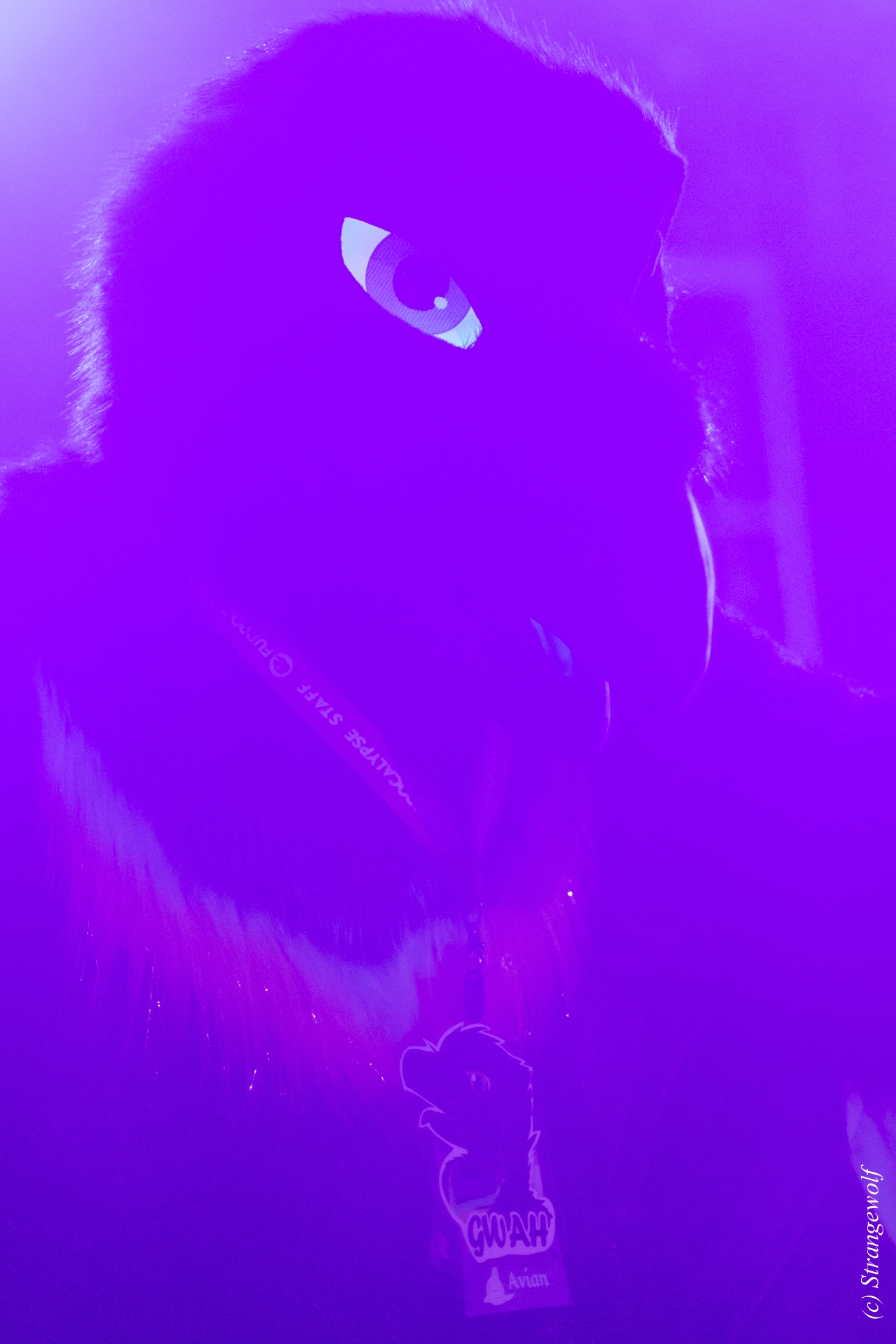 full image 1R3A0552-lr19t.jpg