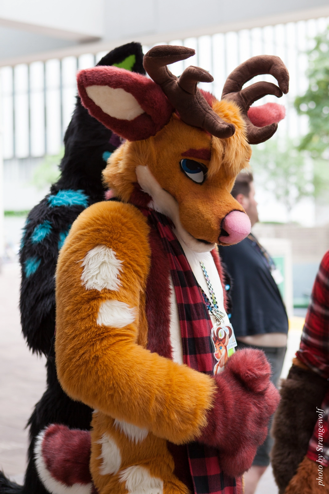full image IMG_8340-lr16t.jpg