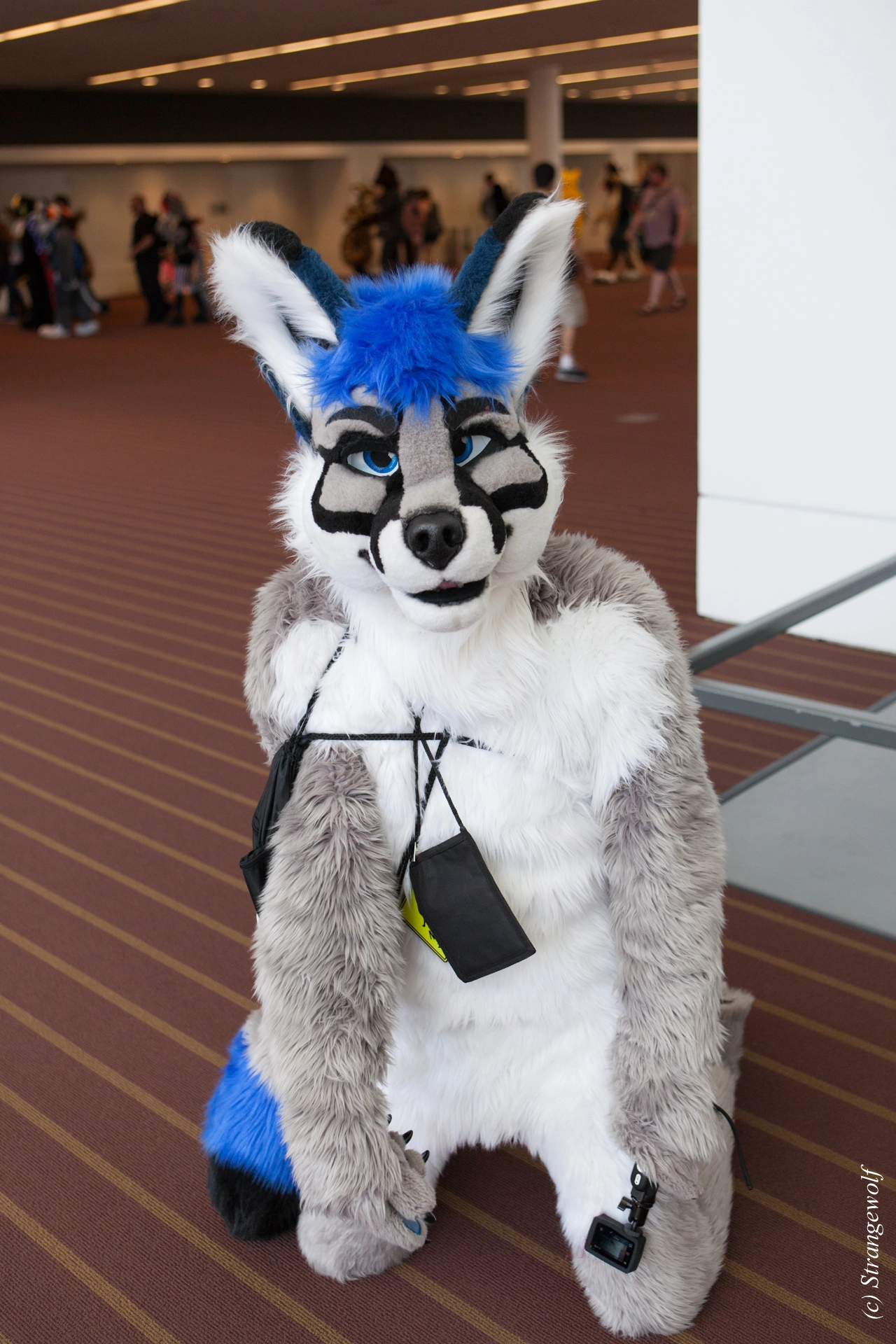 full image IMG_3781-lr19t.jpg