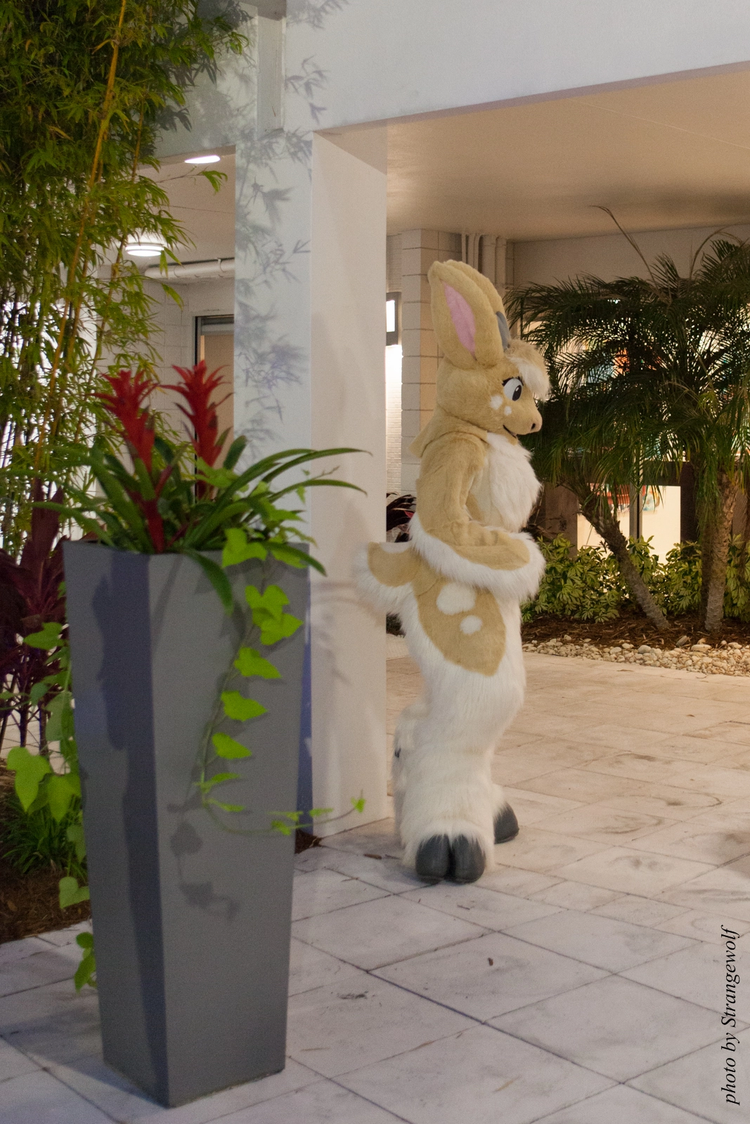 full image IMG_8436-lr16t.jpg