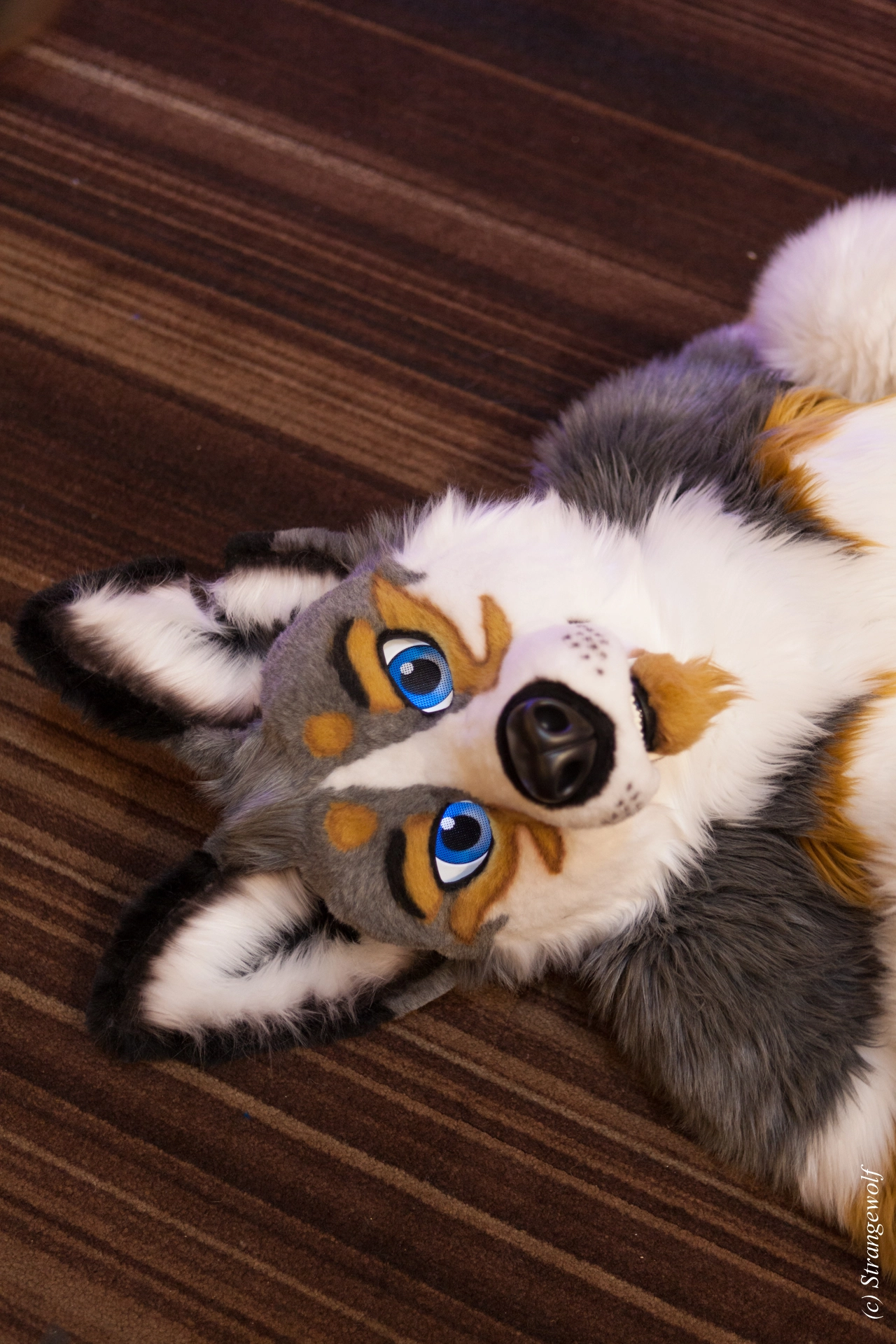 full image IMG_1941-lr19t.jpg