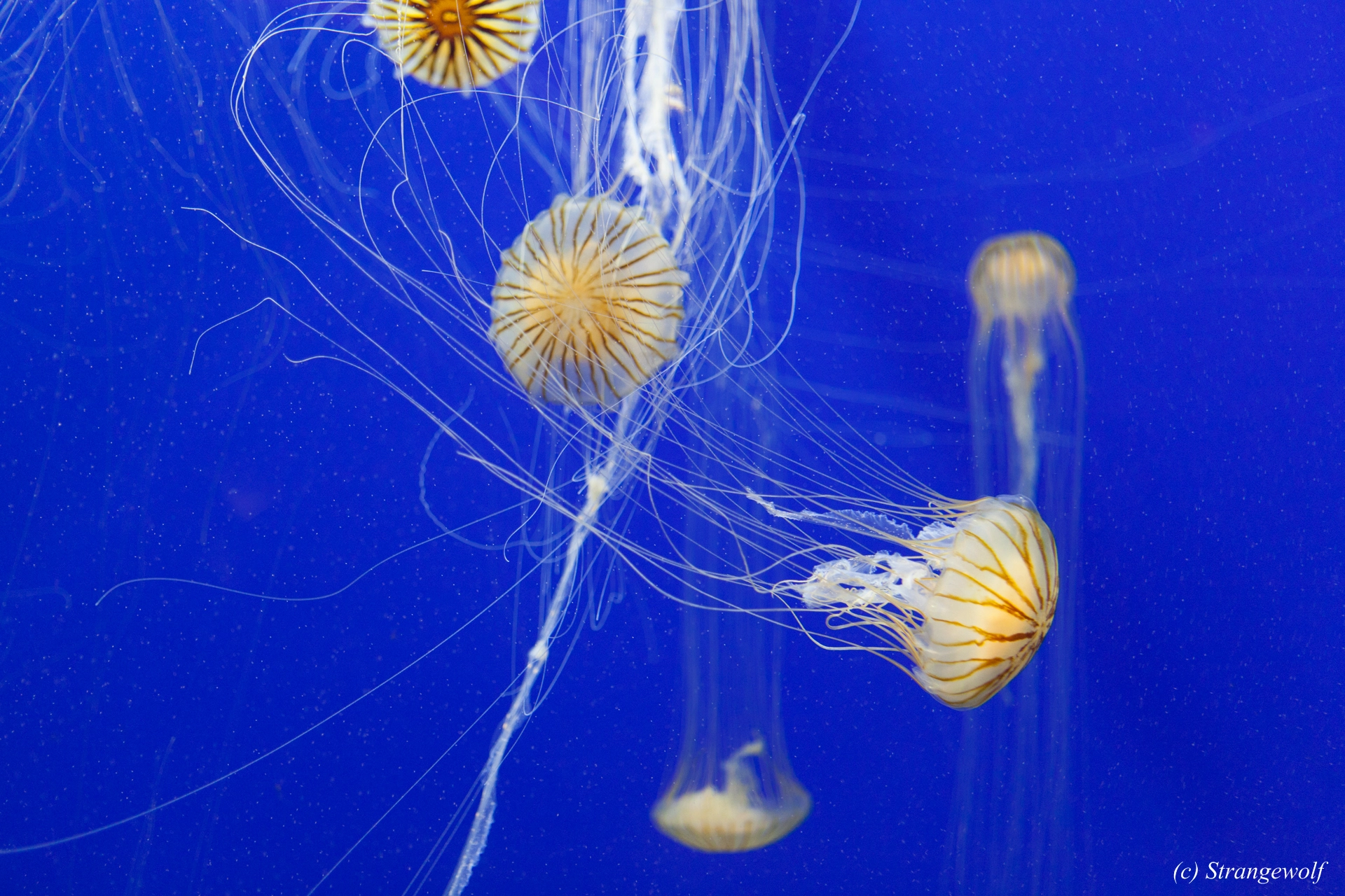 full image IMG_2174-lr19t.jpg