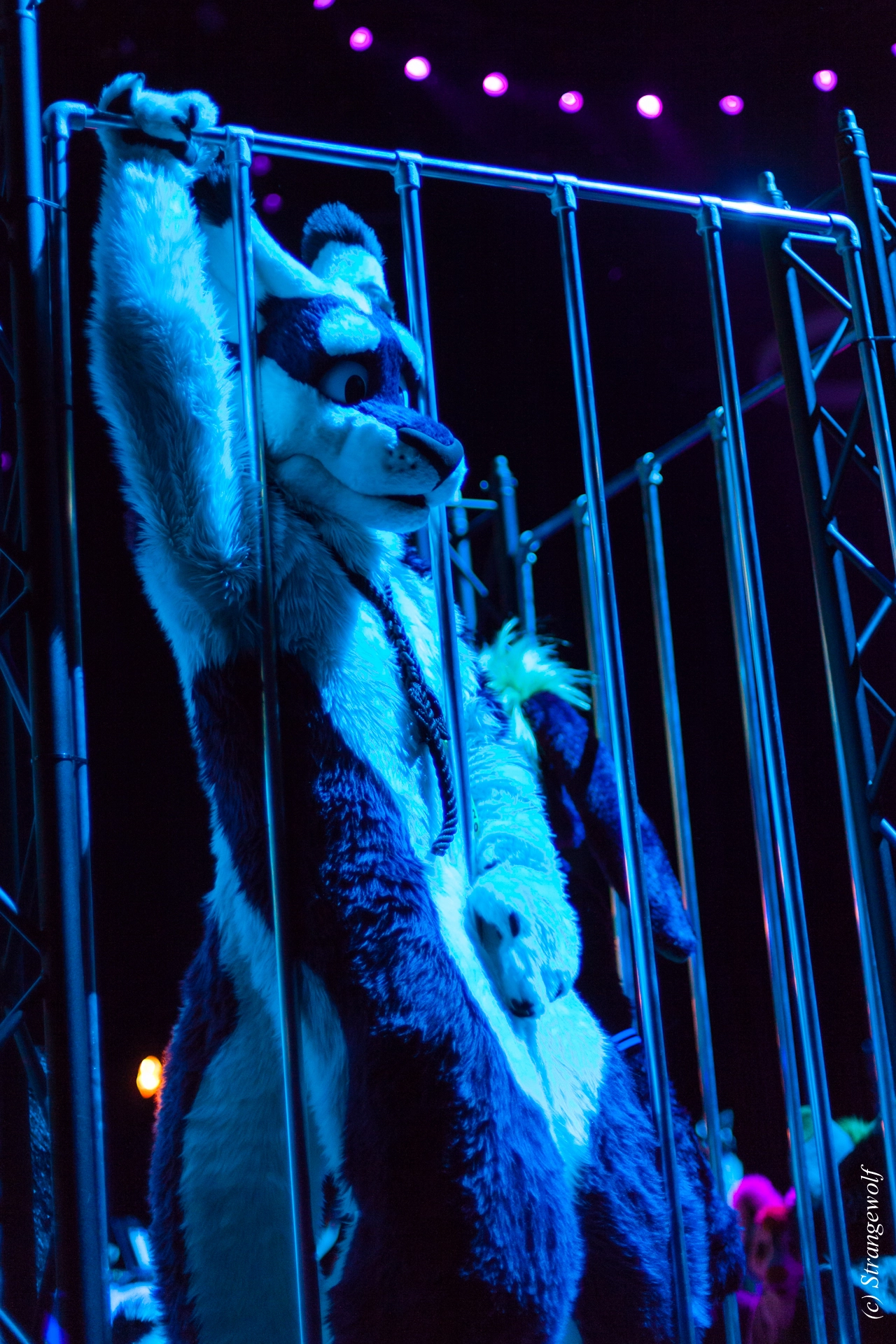 full image IMG_9237-lr19t.jpg