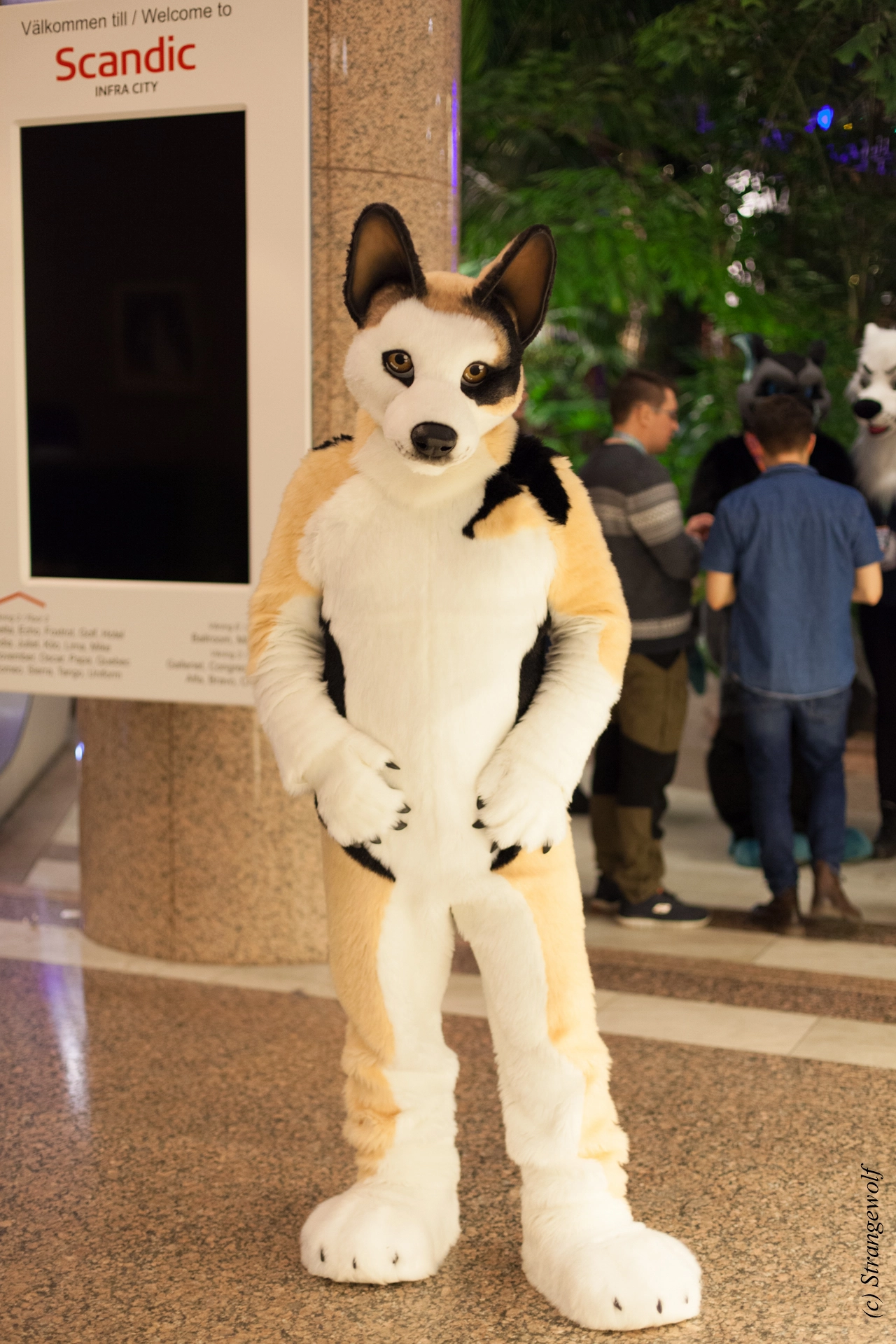 full image IMG_9778-lr19t.jpg