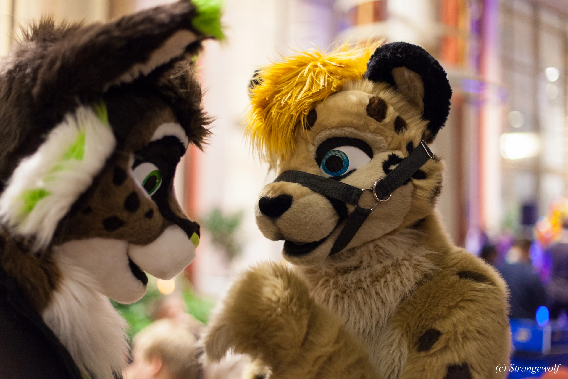 full image IMG_9458-lr19t.jpg