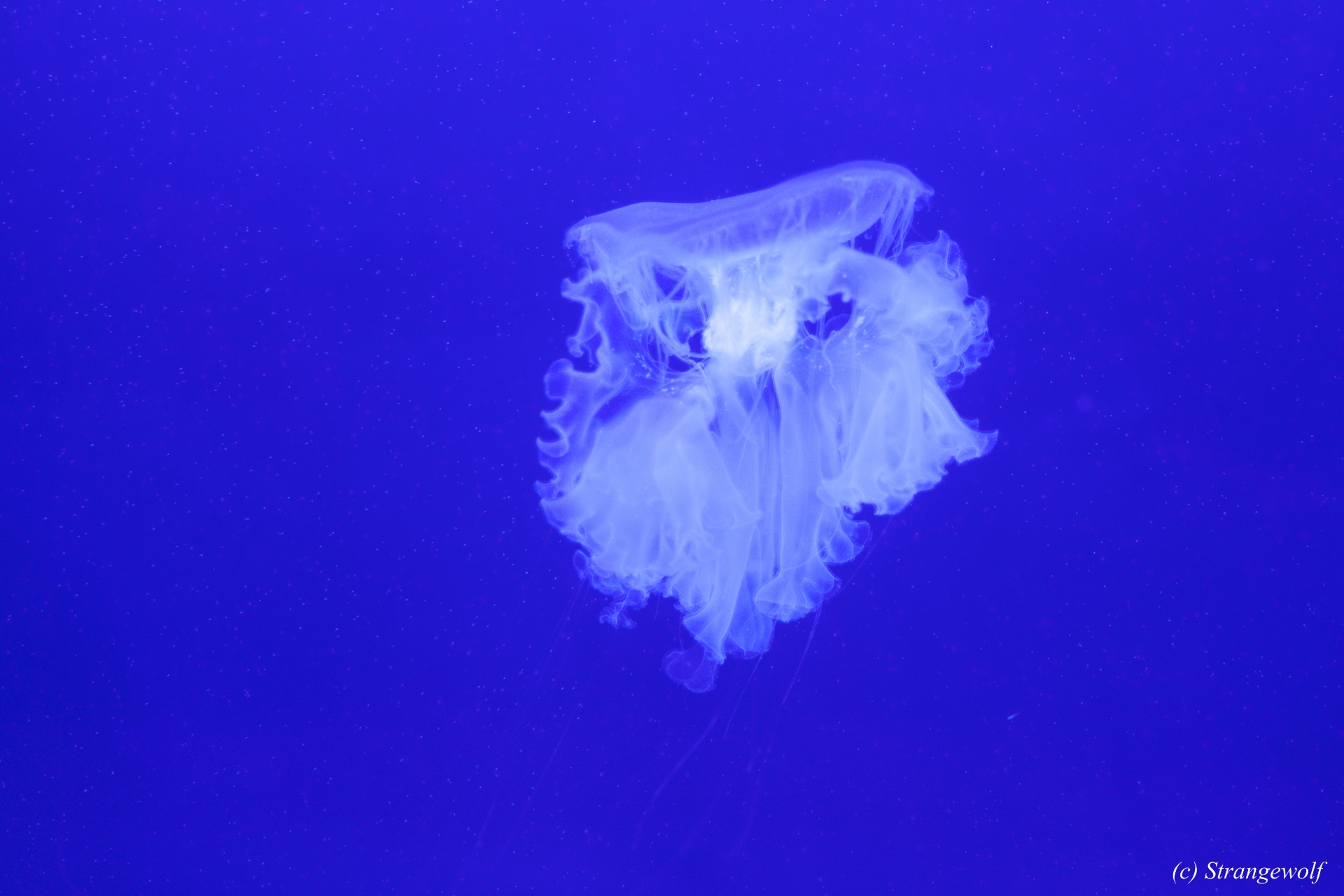 full image IMG_2173-lr19t.jpg