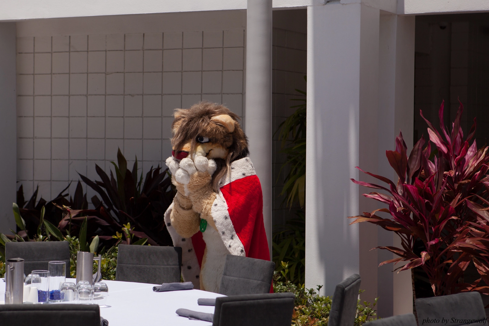 full image IMG_8800-lr16t.jpg