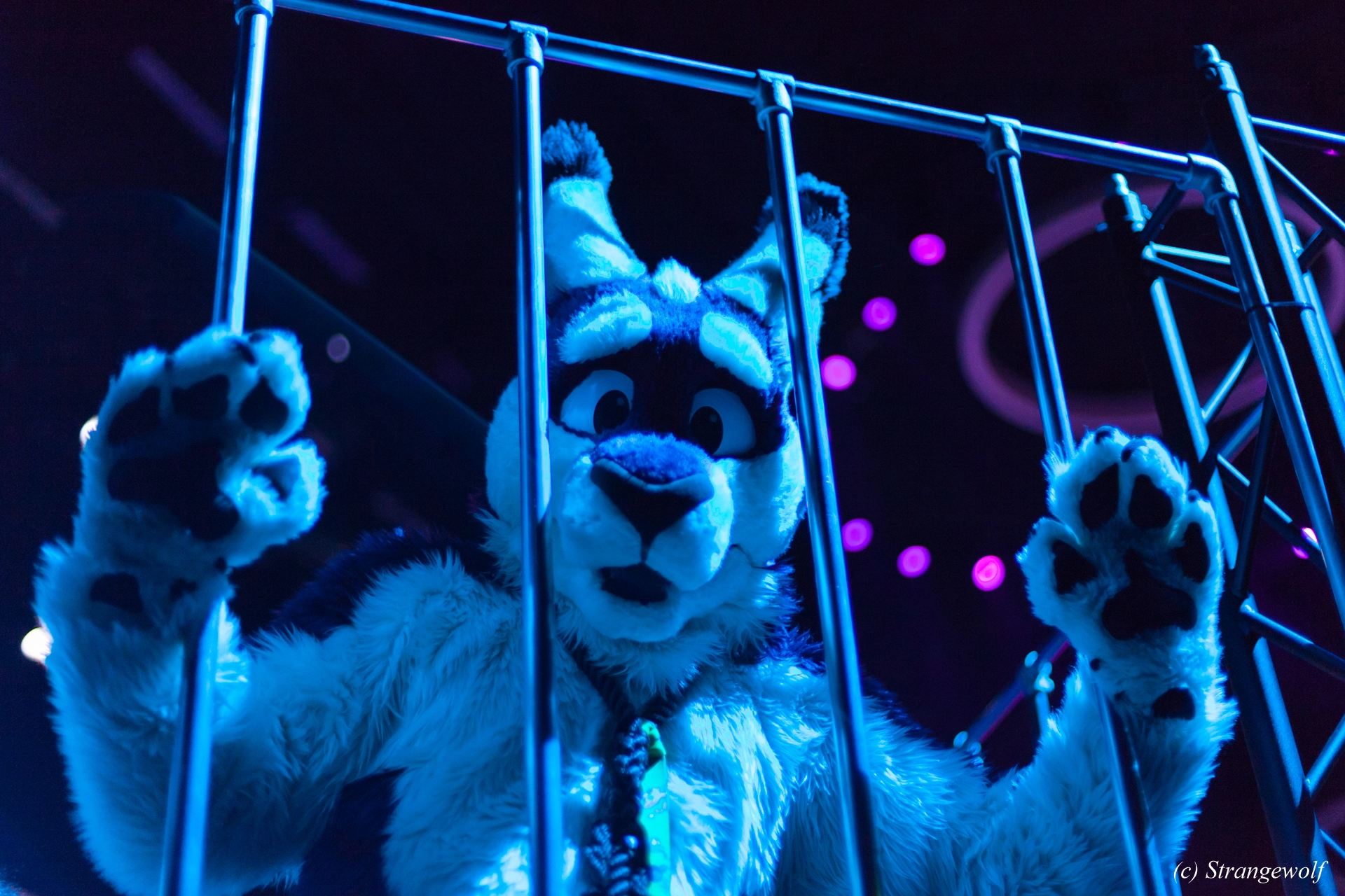 full image IMG_9249-lr19t.jpg