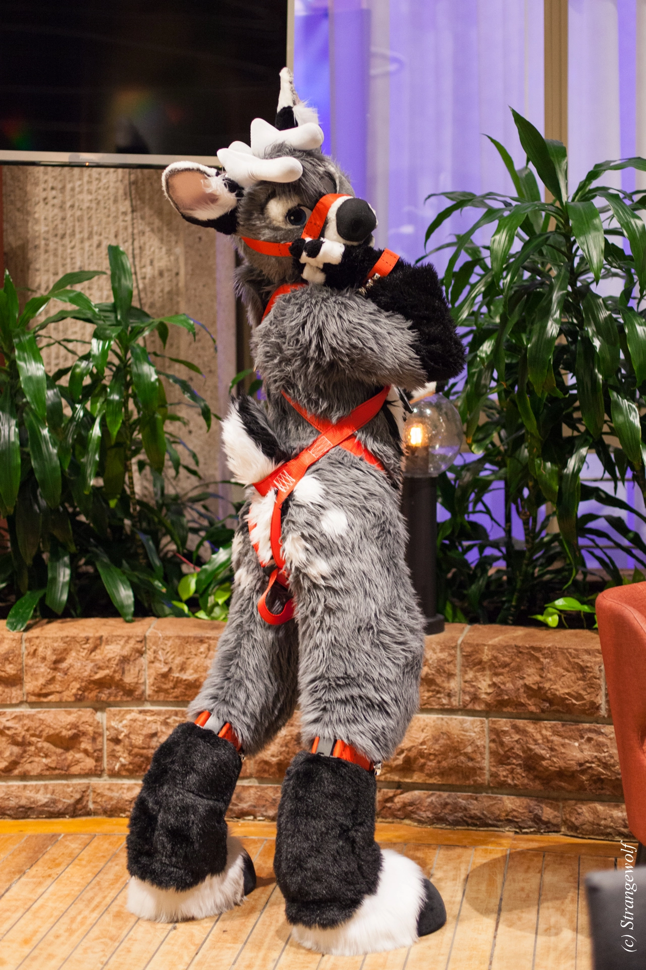 full image IMG_9254-lr19t.jpg