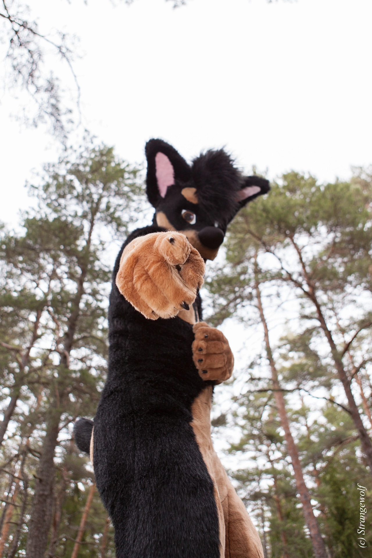 full image IMG_8593-lr19t.jpg