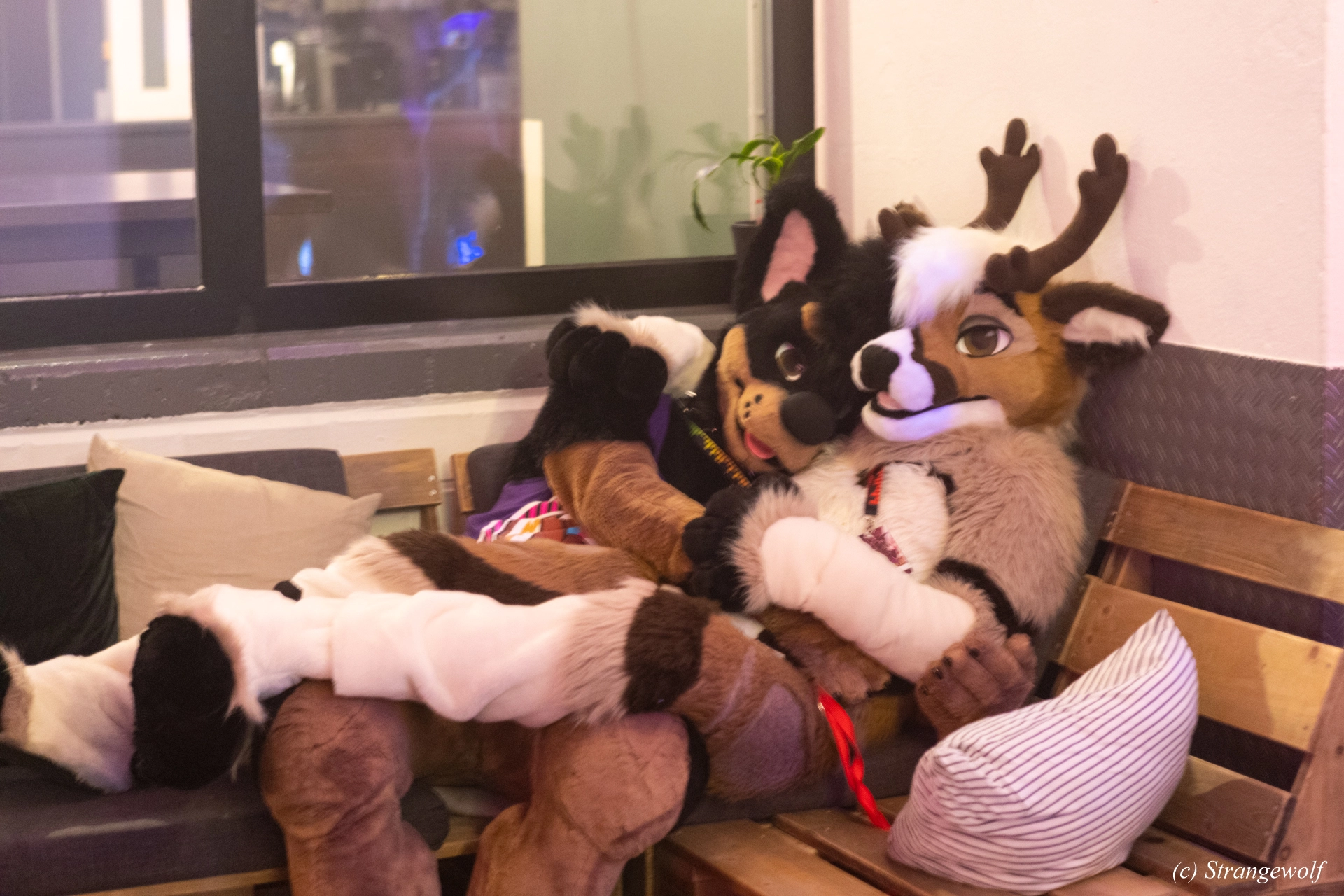 full image 1R3A3307-lr19t.jpg