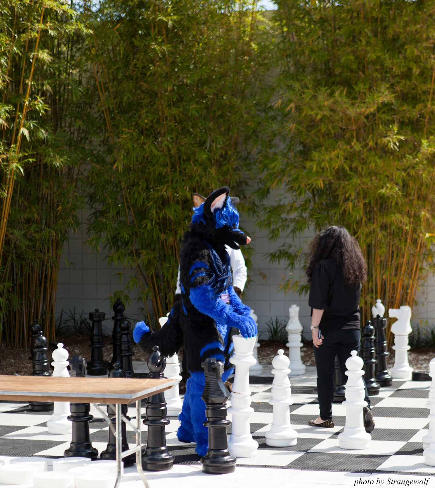 full image IMG_8255-lr16t.jpg