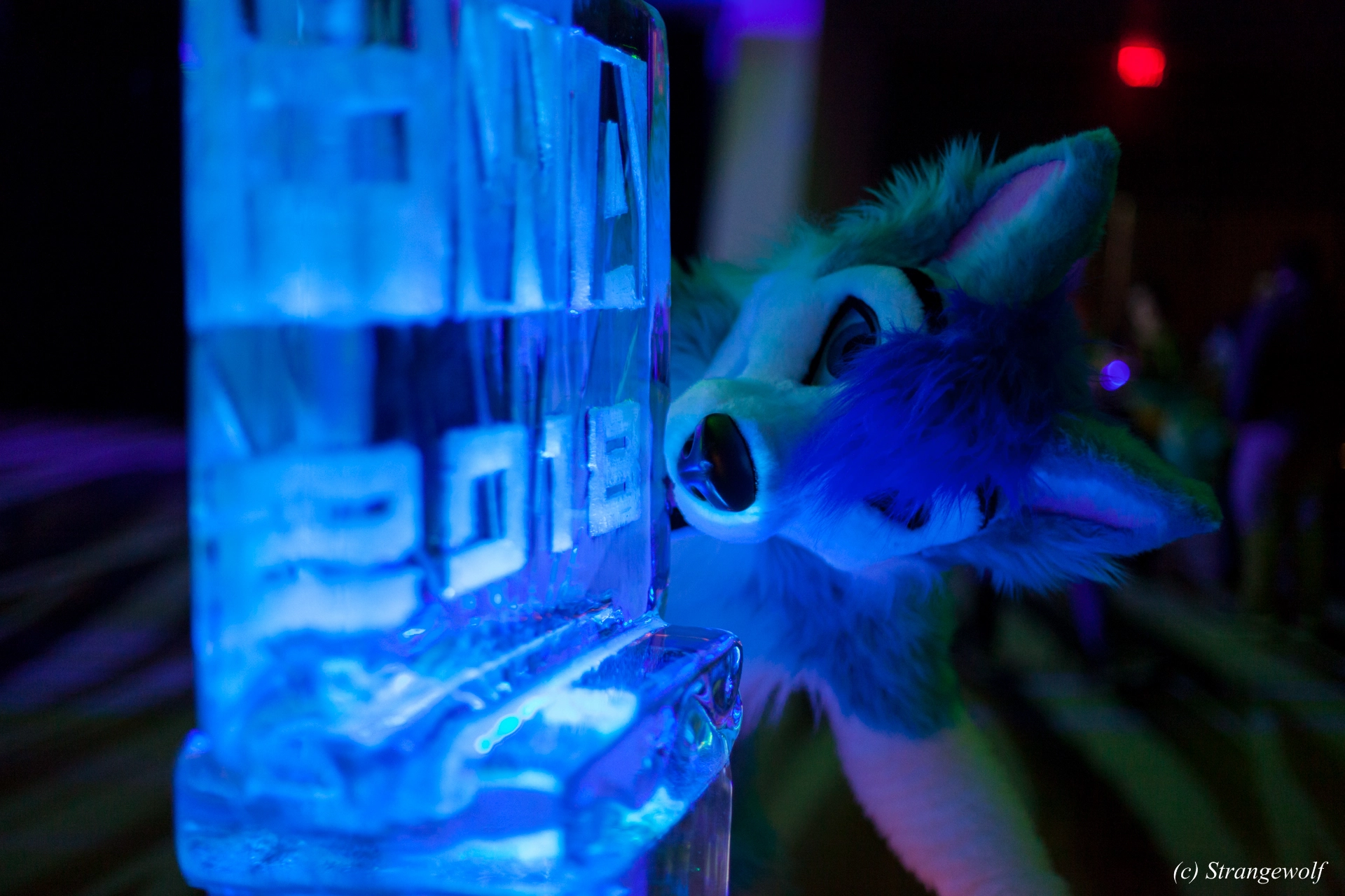 full image IMG_2076-lr19t.jpg