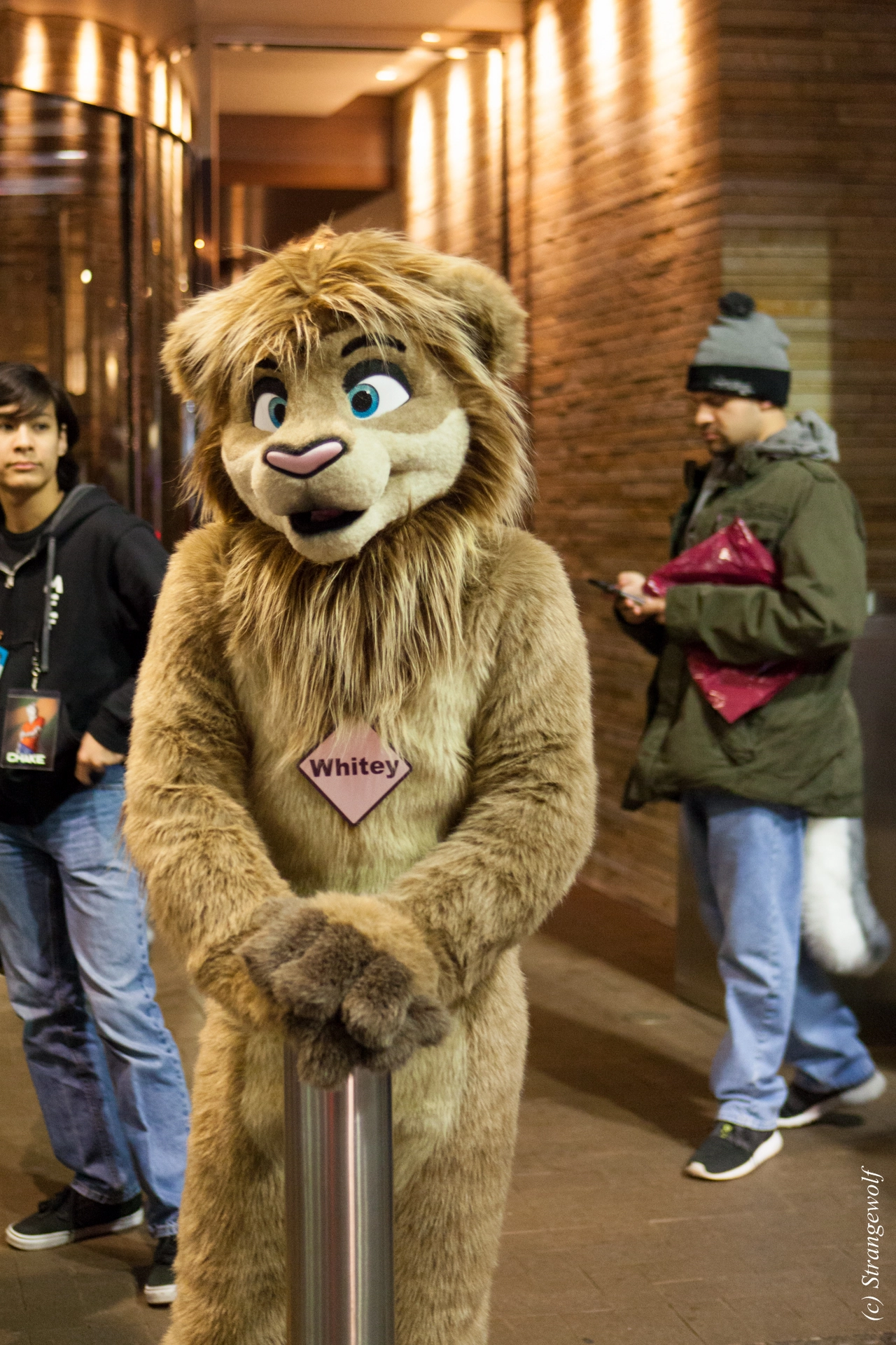 full image IMG_8586-lr19t.jpg
