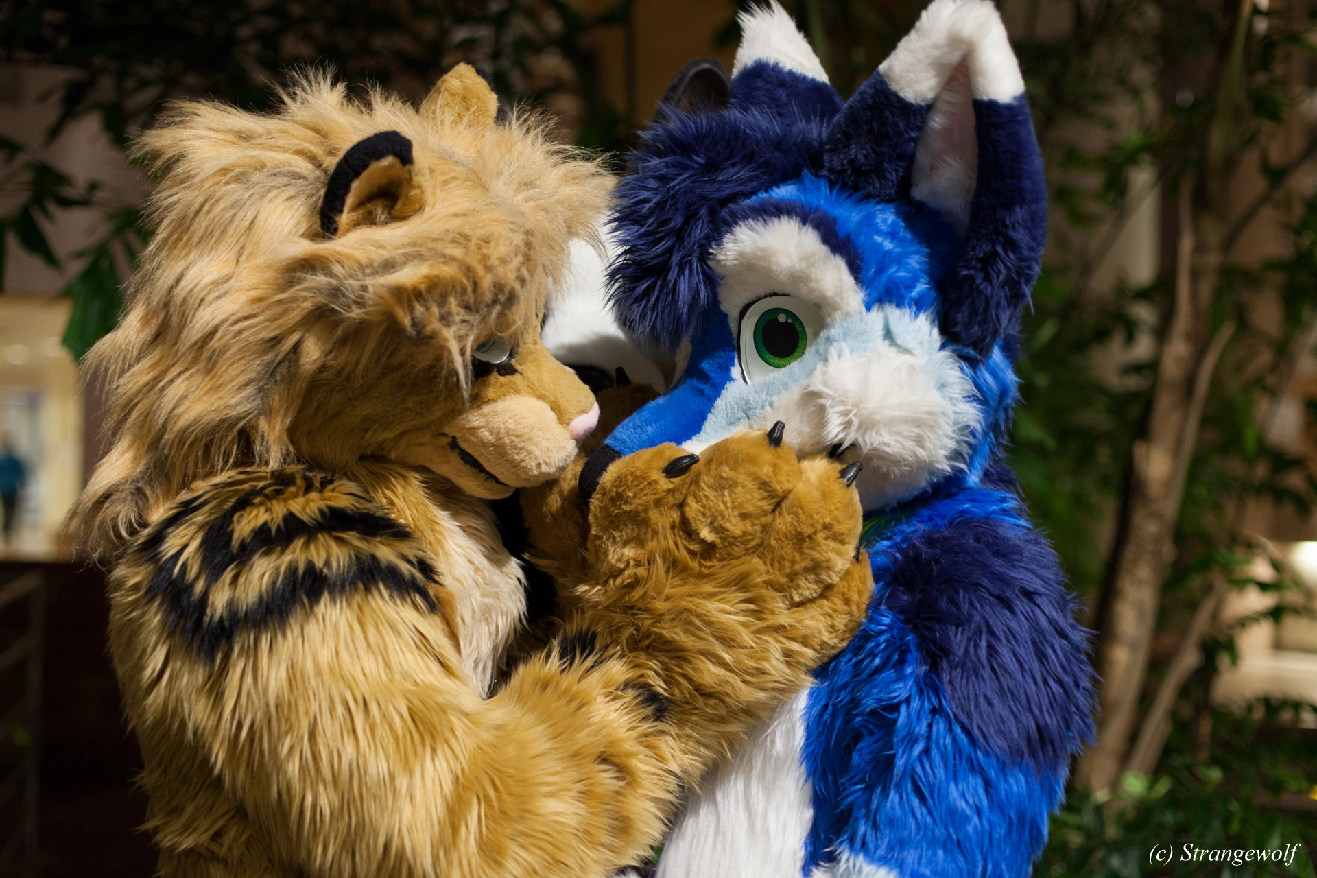 full image IMG_9052-lr19t.jpg