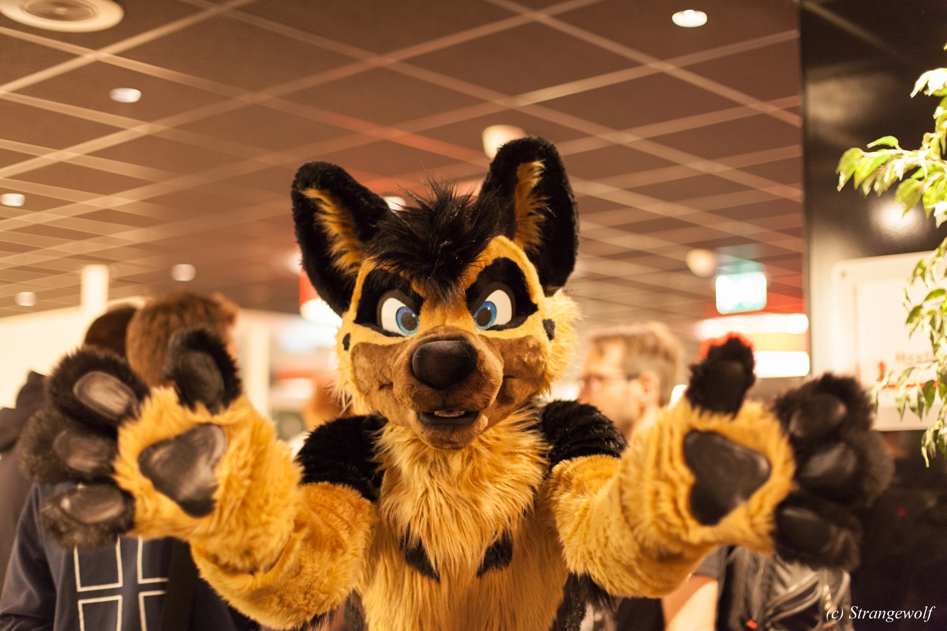 full image IMG_6448-lr19t.jpg