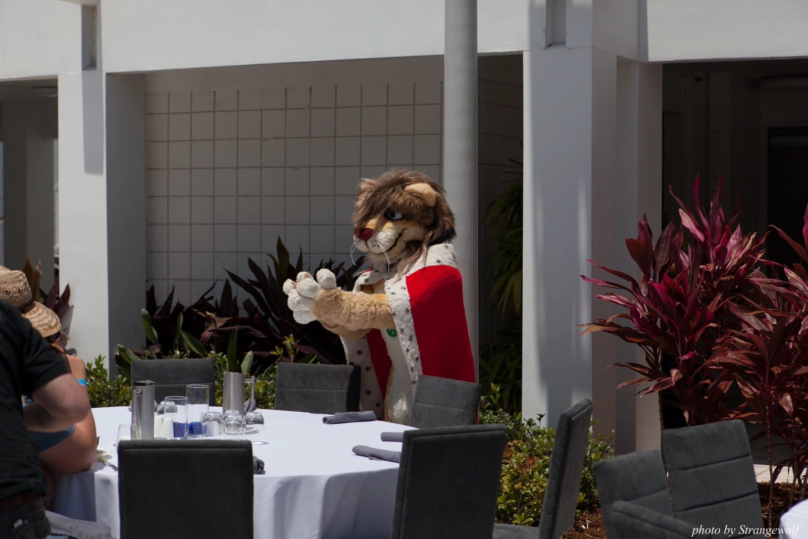 full image IMG_8798-lr16t.jpg