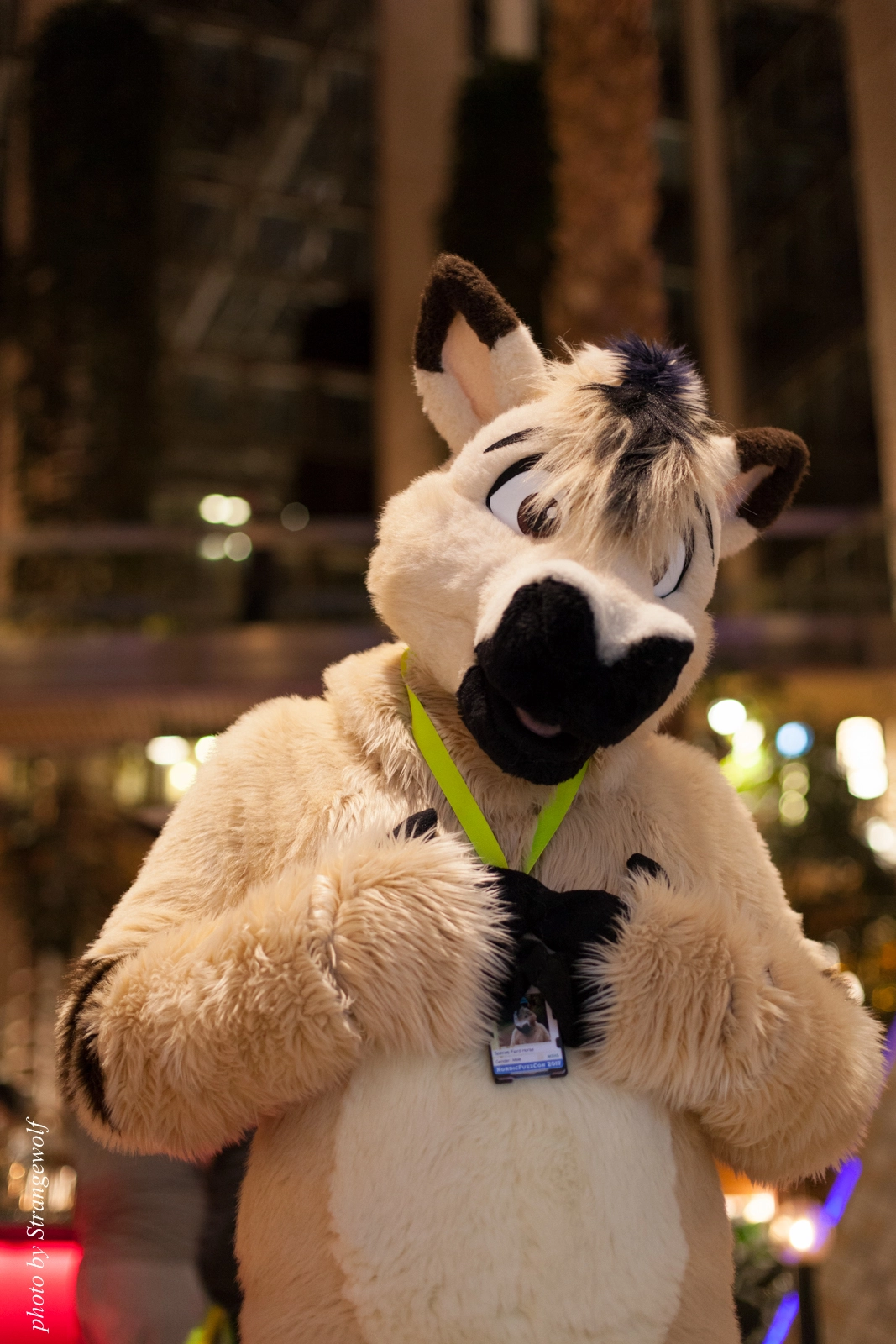 full image IMG_2487-lr16t.jpg