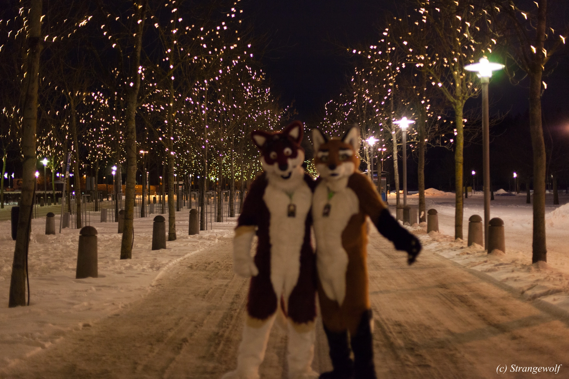 full image IMG_9428-lr19t.jpg