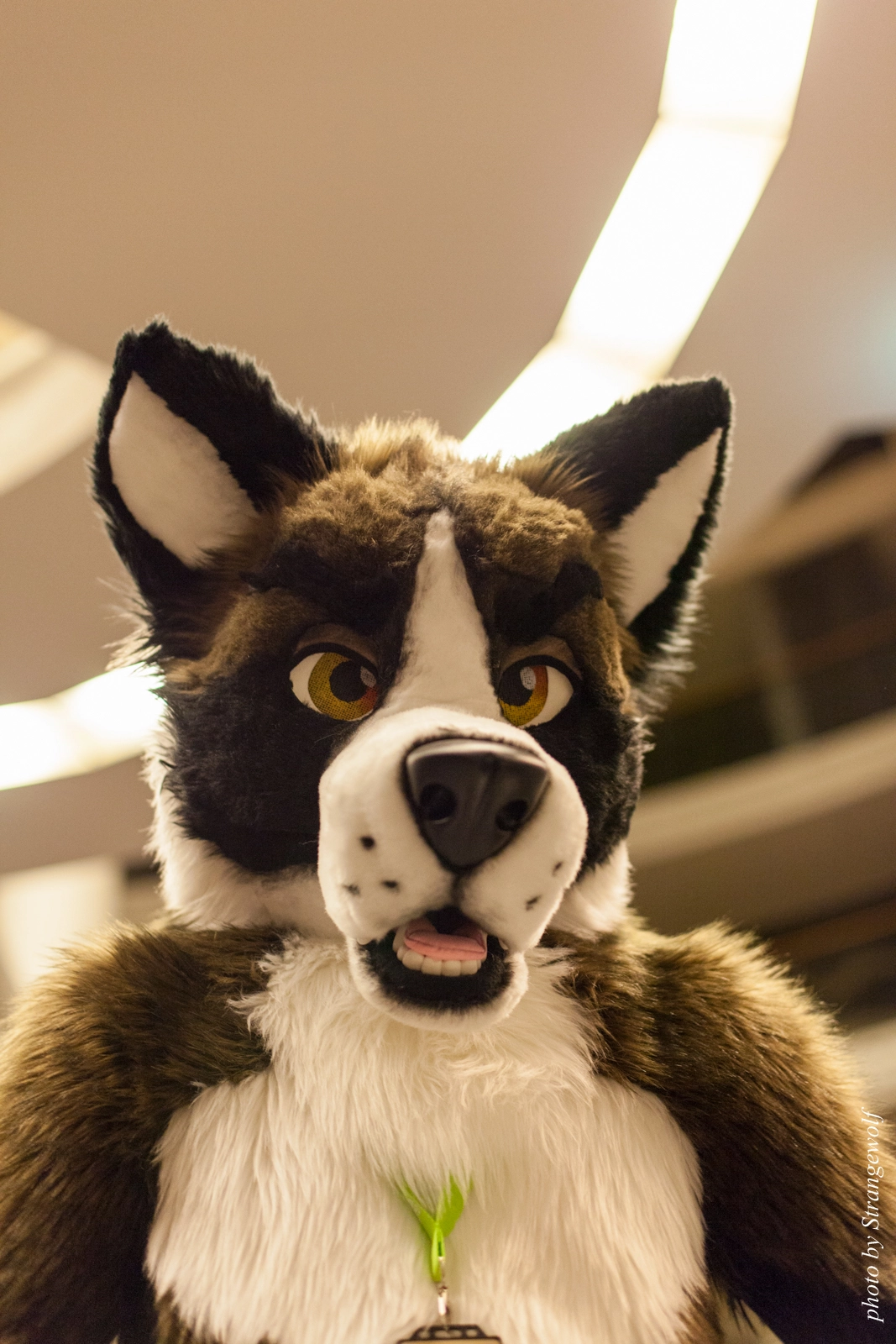 full image IMG_1956-lr16t.jpg