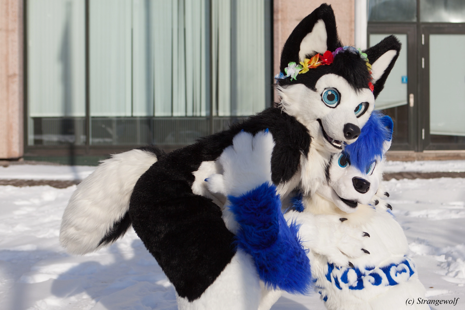 full image IMG_9954-lr19t.jpg