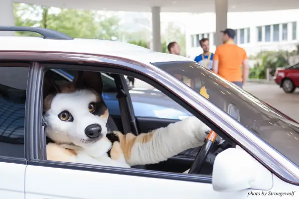 IMG_6849-lr19t.jpg of EF/EF23/MotorFurs/