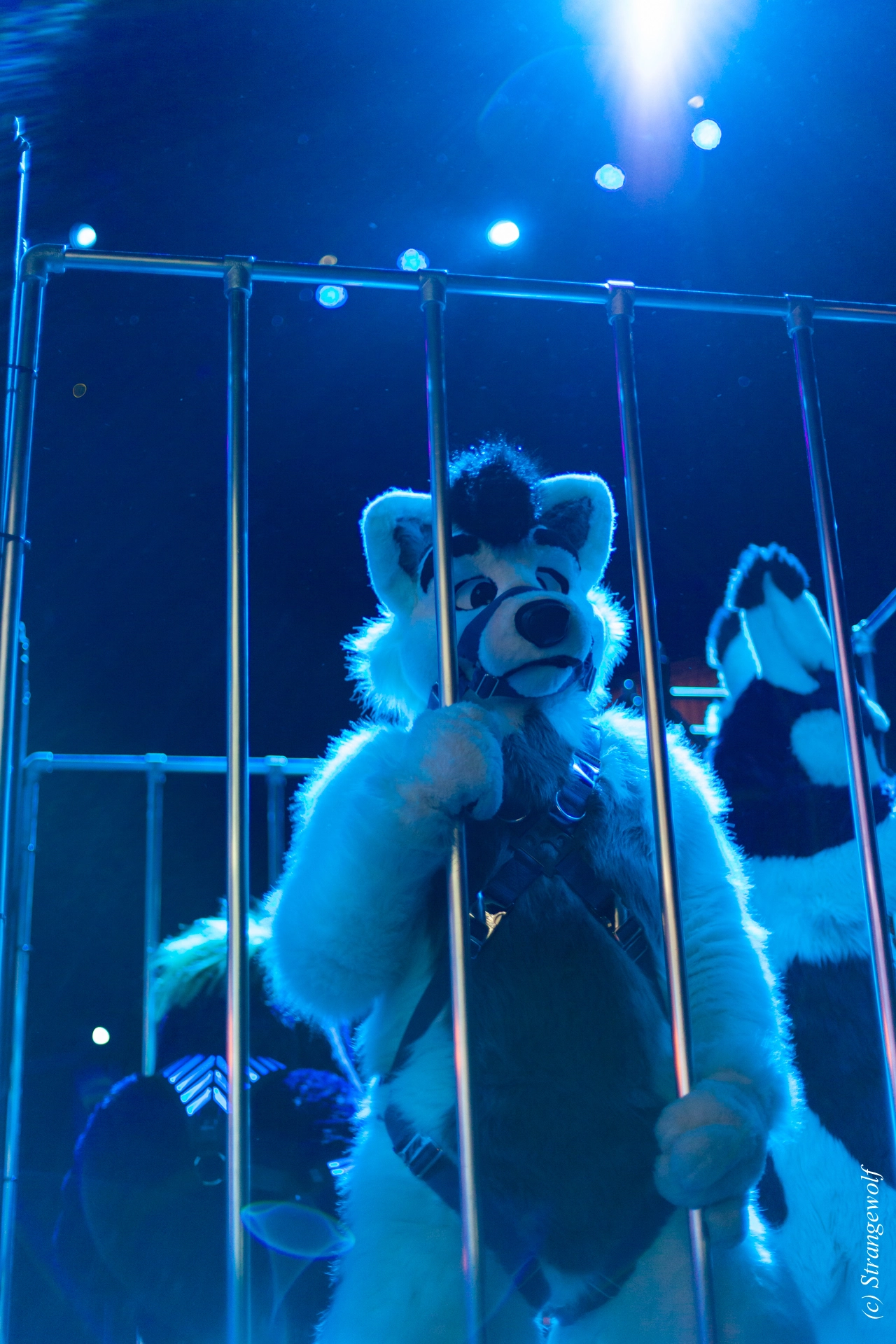 full image IMG_9225-lr19t.jpg