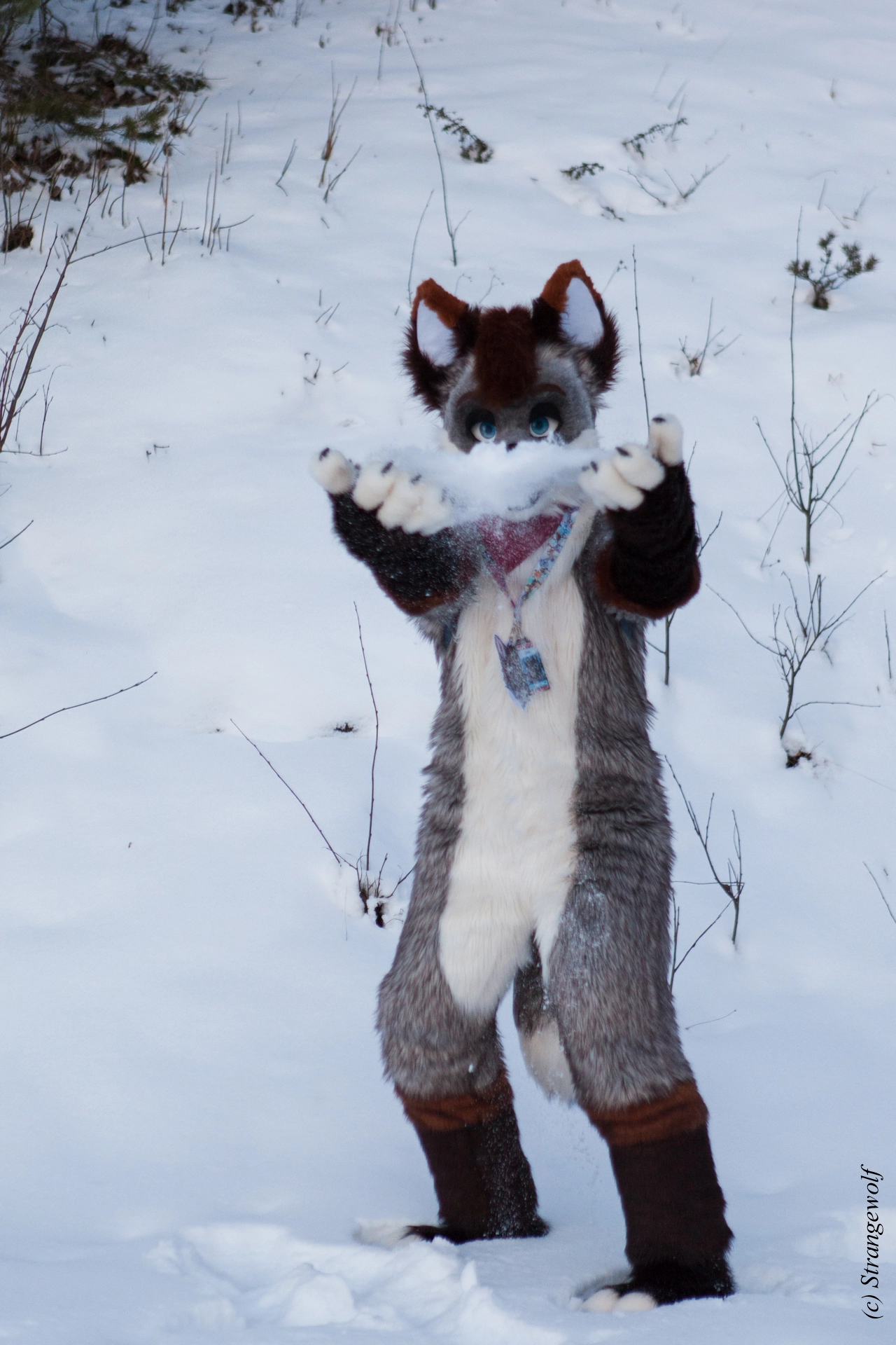 full image IMG_0579-lr19t.jpg