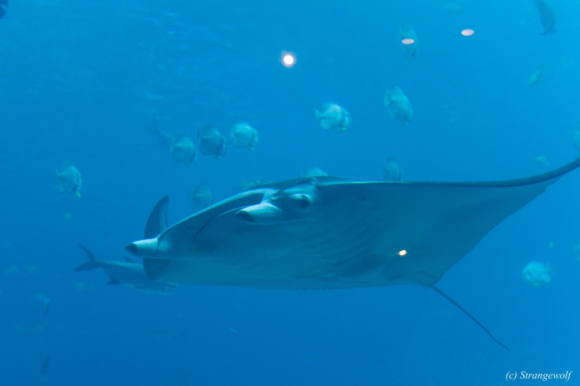 full image IMG_2167-lr19t.jpg