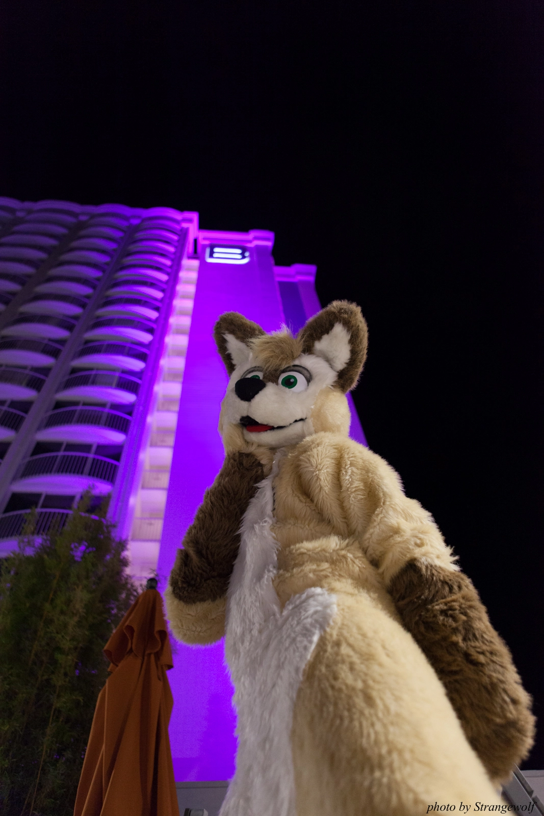 full image IMG_8702-lr16t.jpg