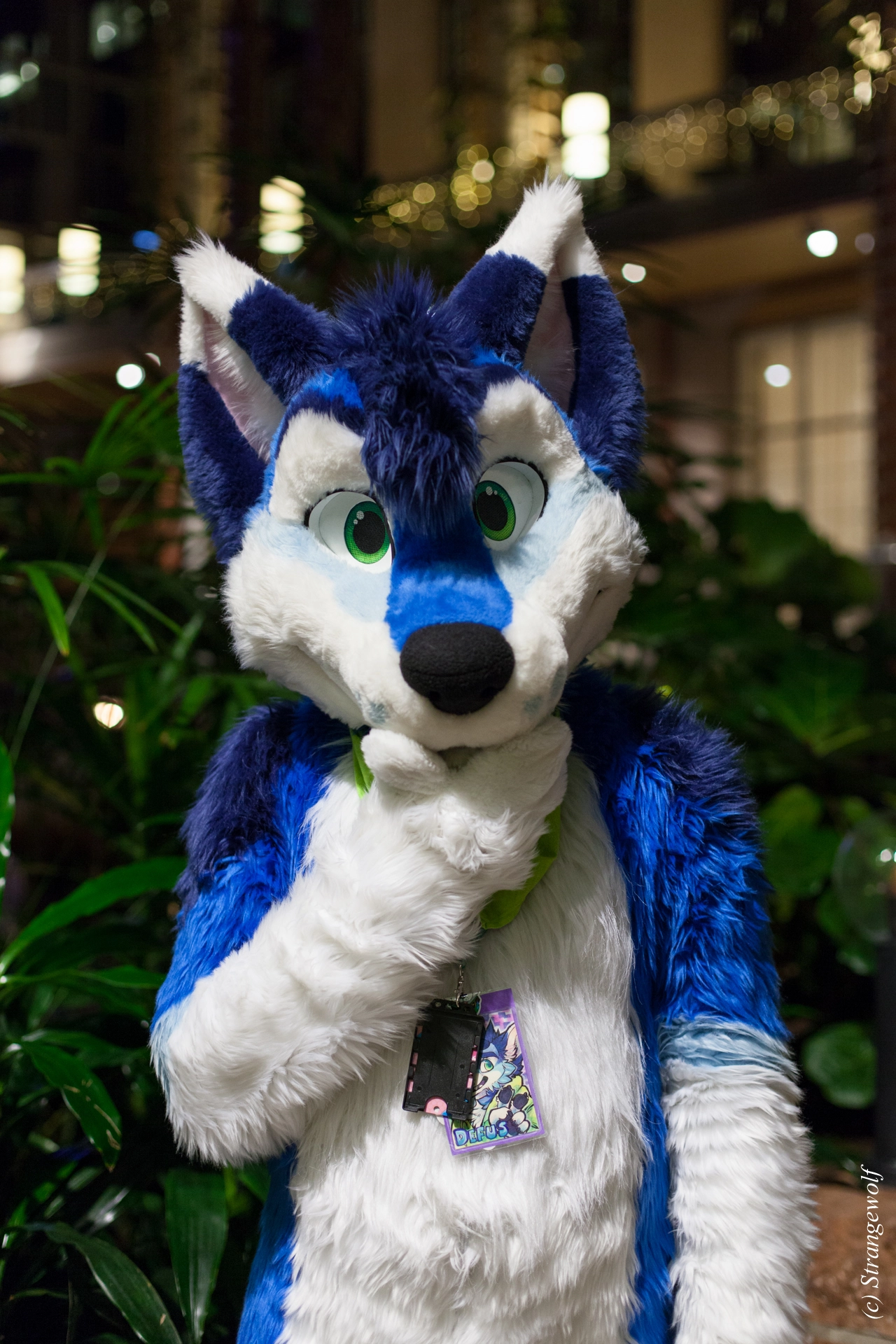 full image IMG_8994-lr19t.jpg