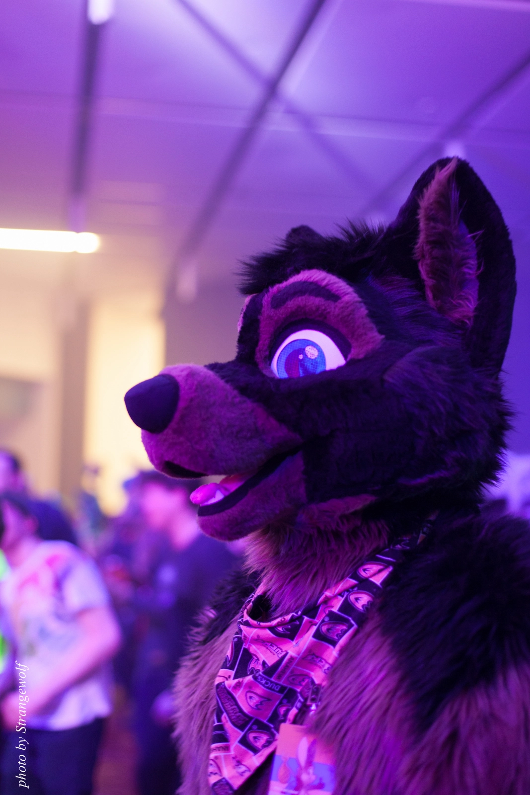 full image IMG_1214-lr16t.jpg