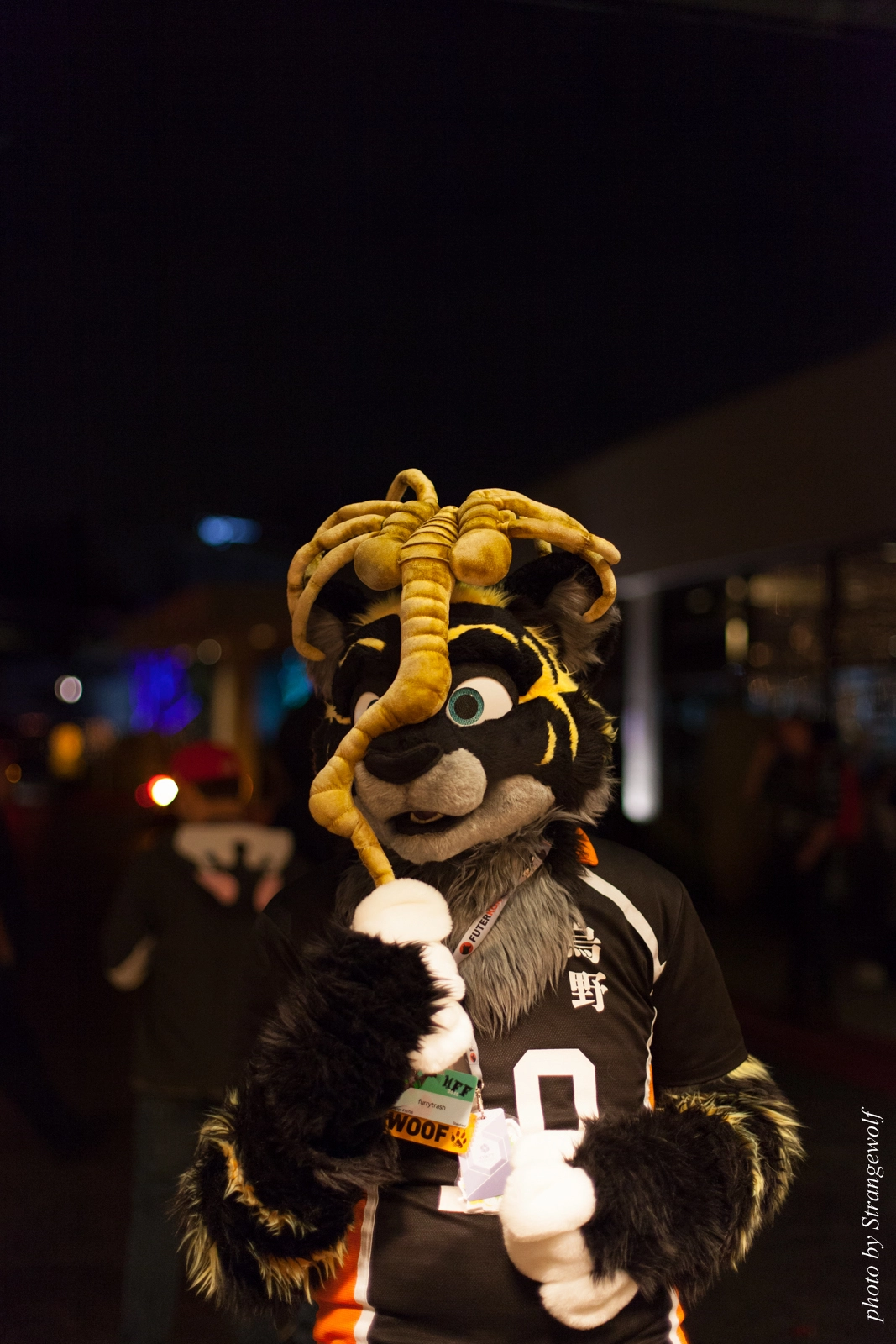 full image IMG_0806-lr16t.jpg