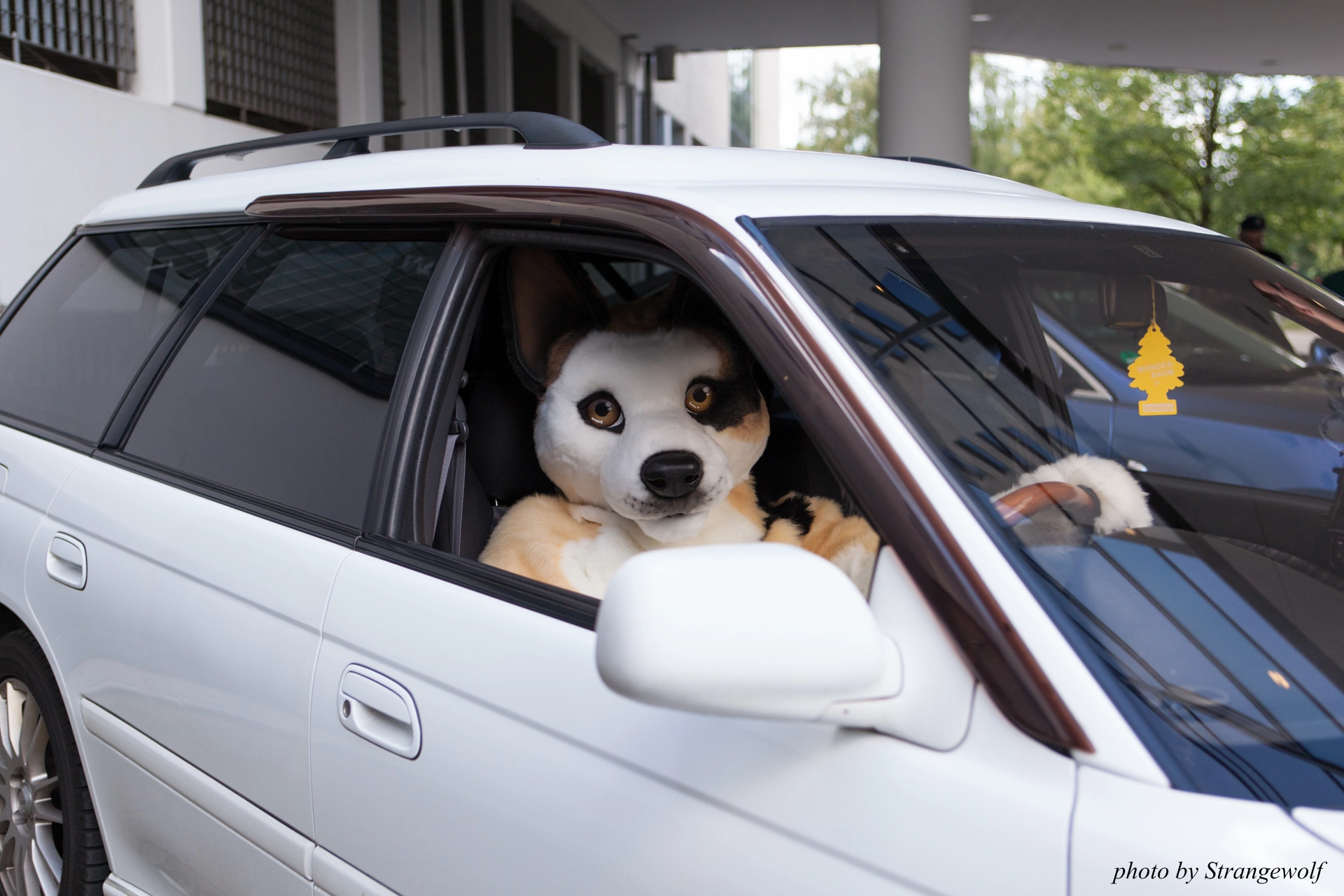 full image IMG_6819-lr19t.jpg