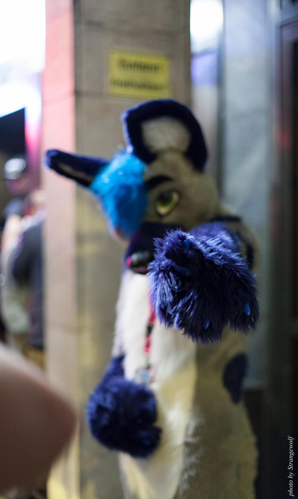 full image IMG_5513-lr16t.jpg