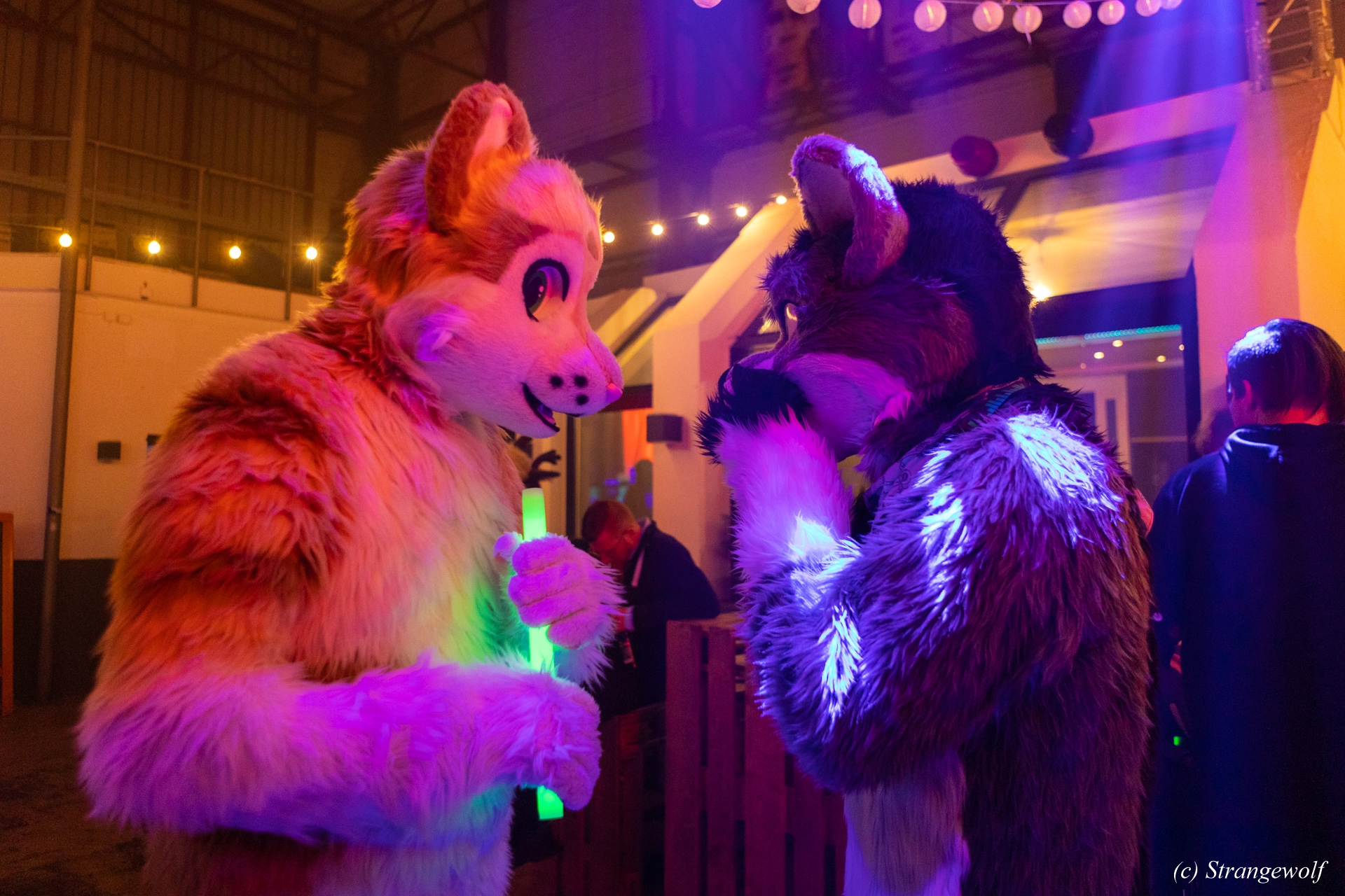 full image 1R3A3314-lr19t.jpg