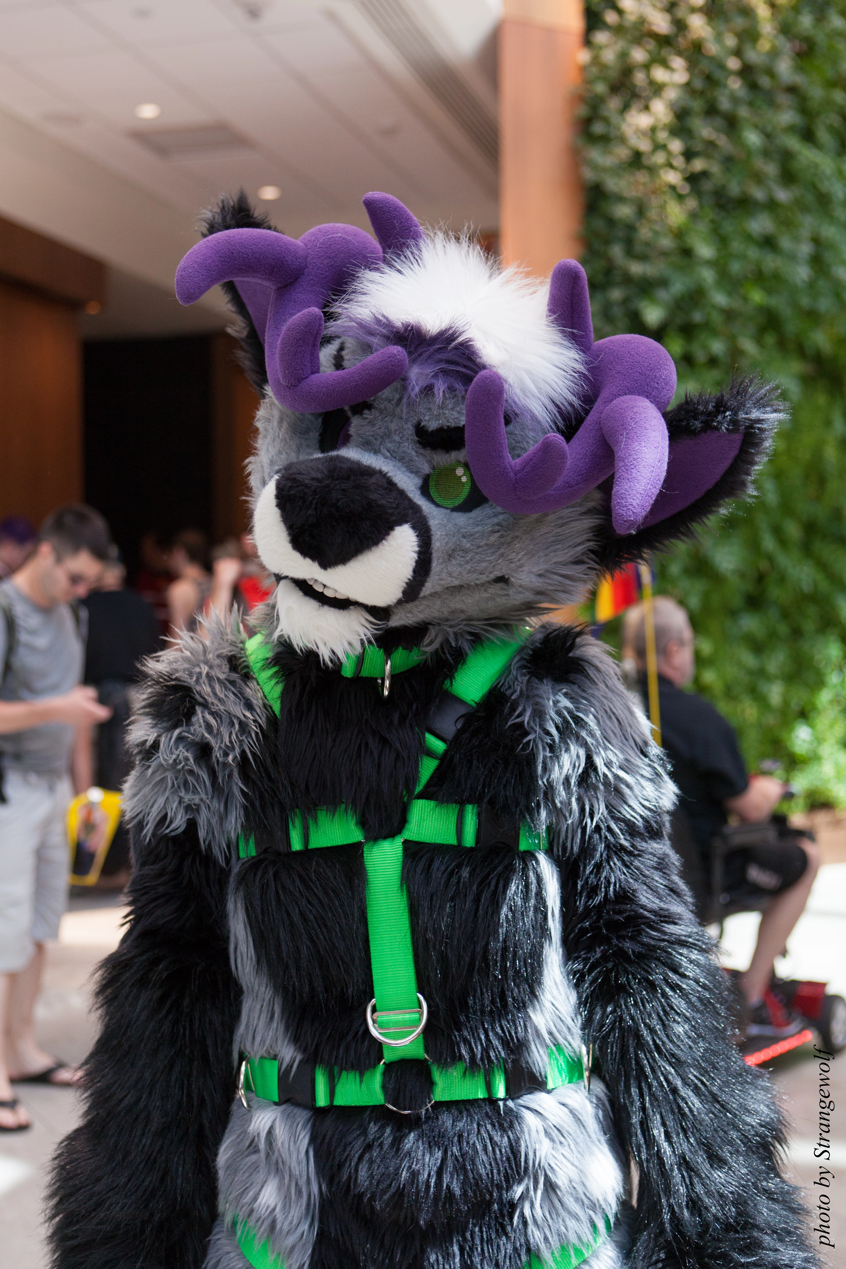 full image IMG_4802-lr.jpg