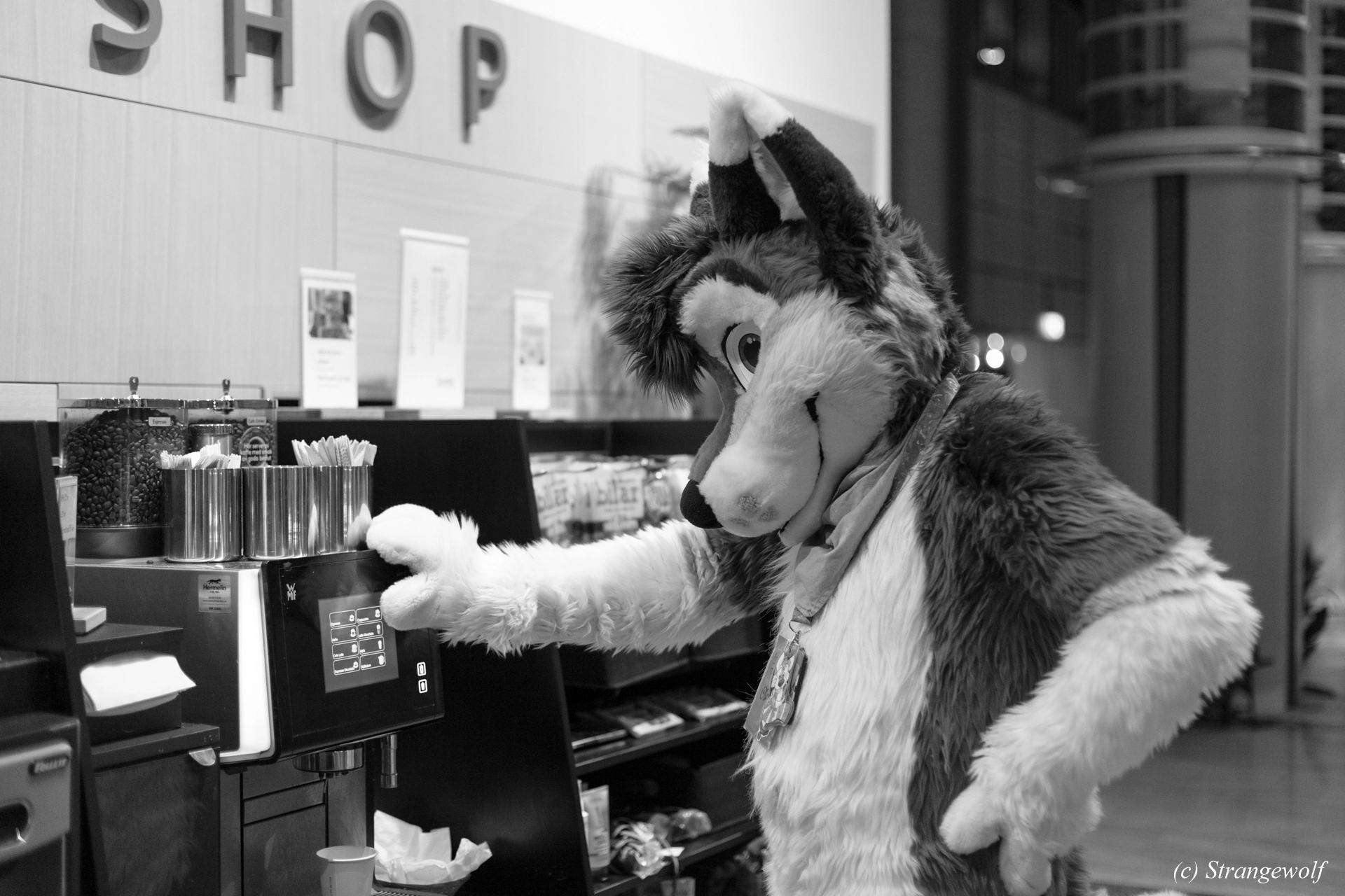 full image IMG_9011-lr19t-2.jpg