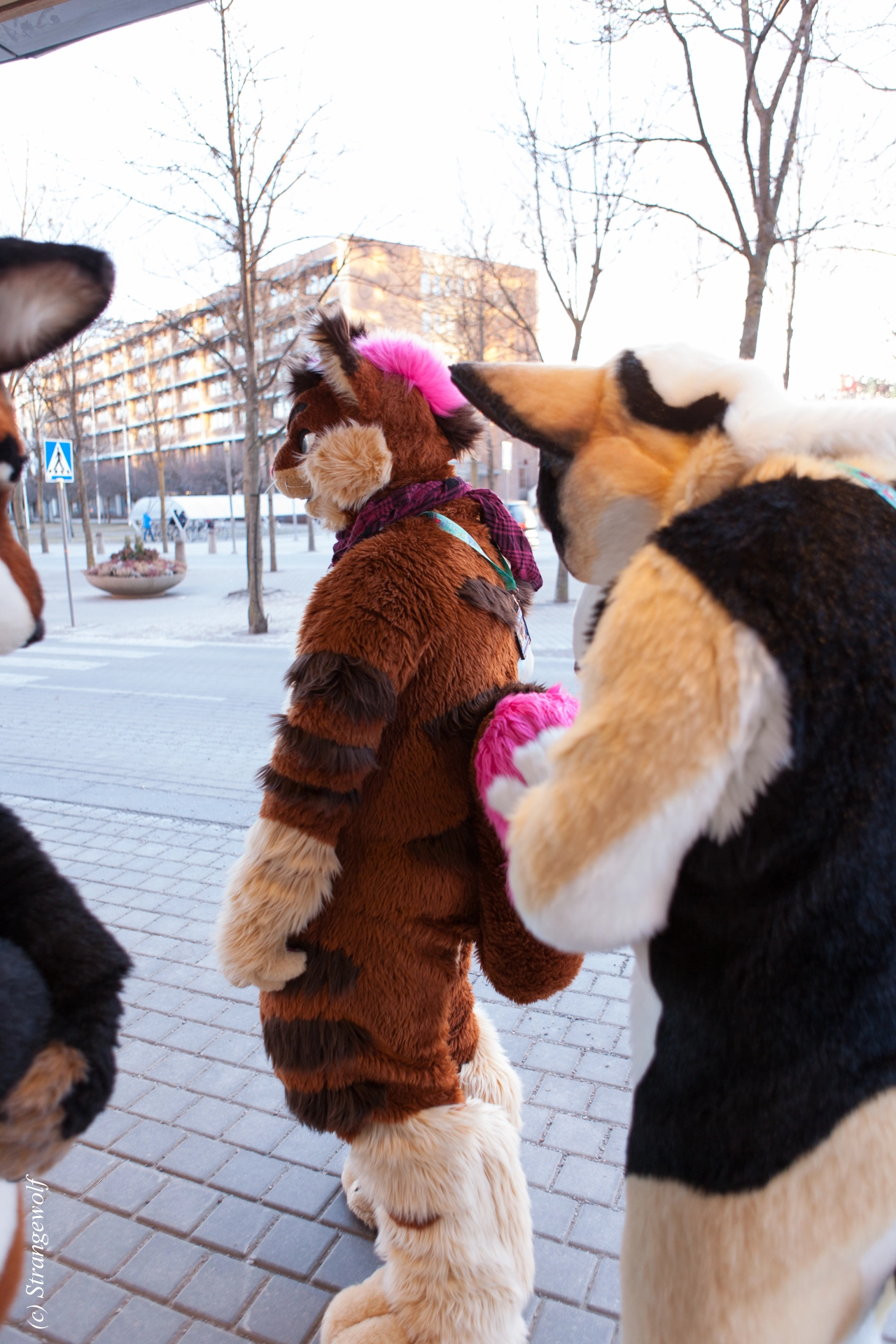 full image IMG_8873-lr19t.jpg