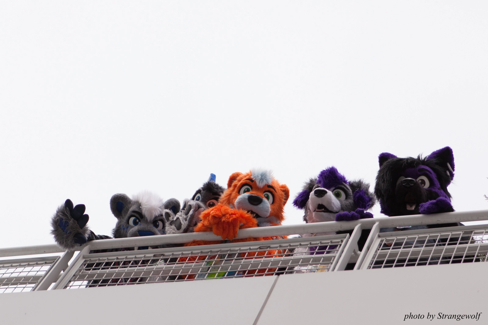 full image IMG_8208-lr16t.jpg
