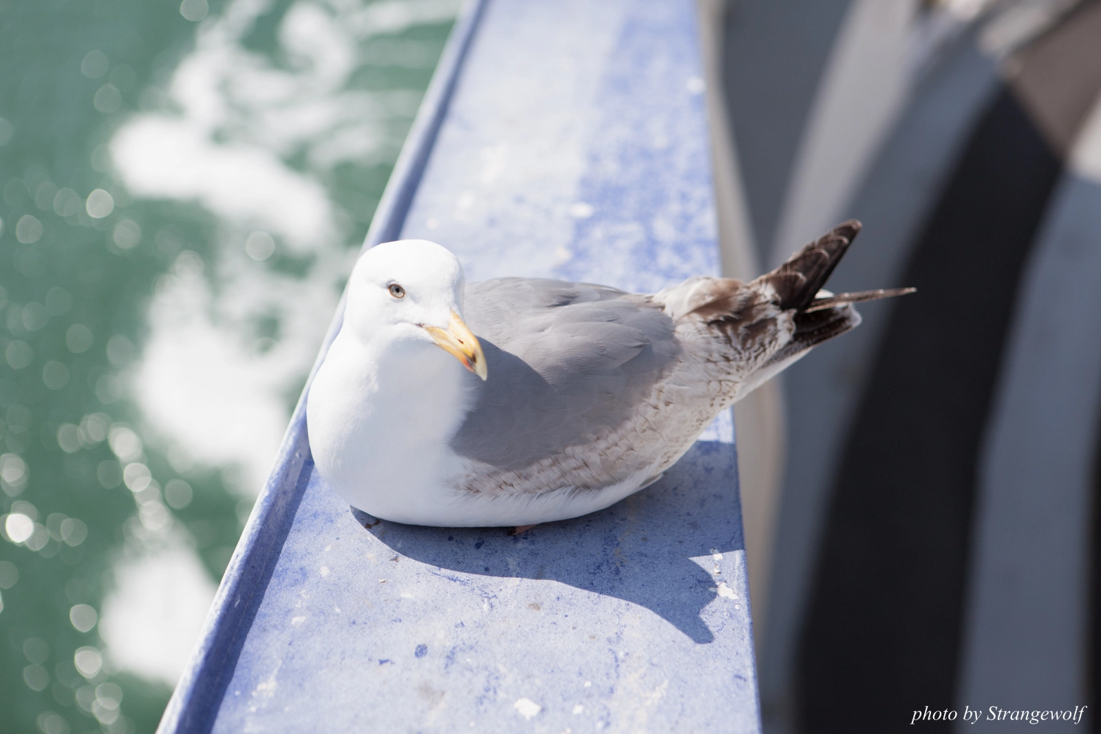 full image IMG_7122-lr16t.jpg