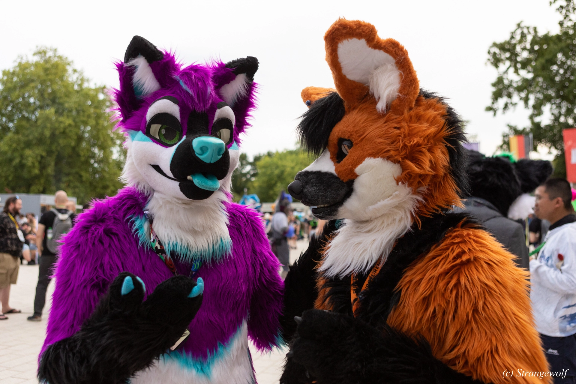 full image 1R3A9075-lr19t.jpg