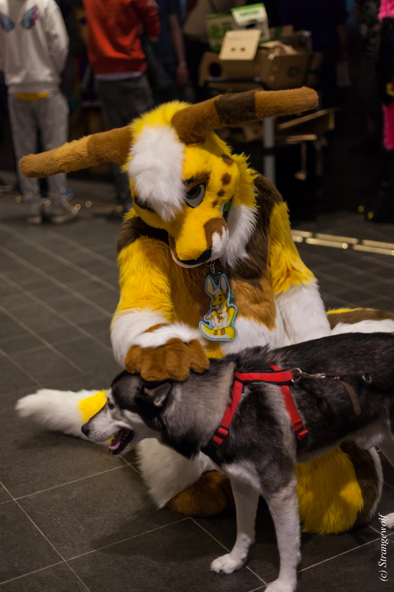 full image IMG_9141-lr19t.jpg