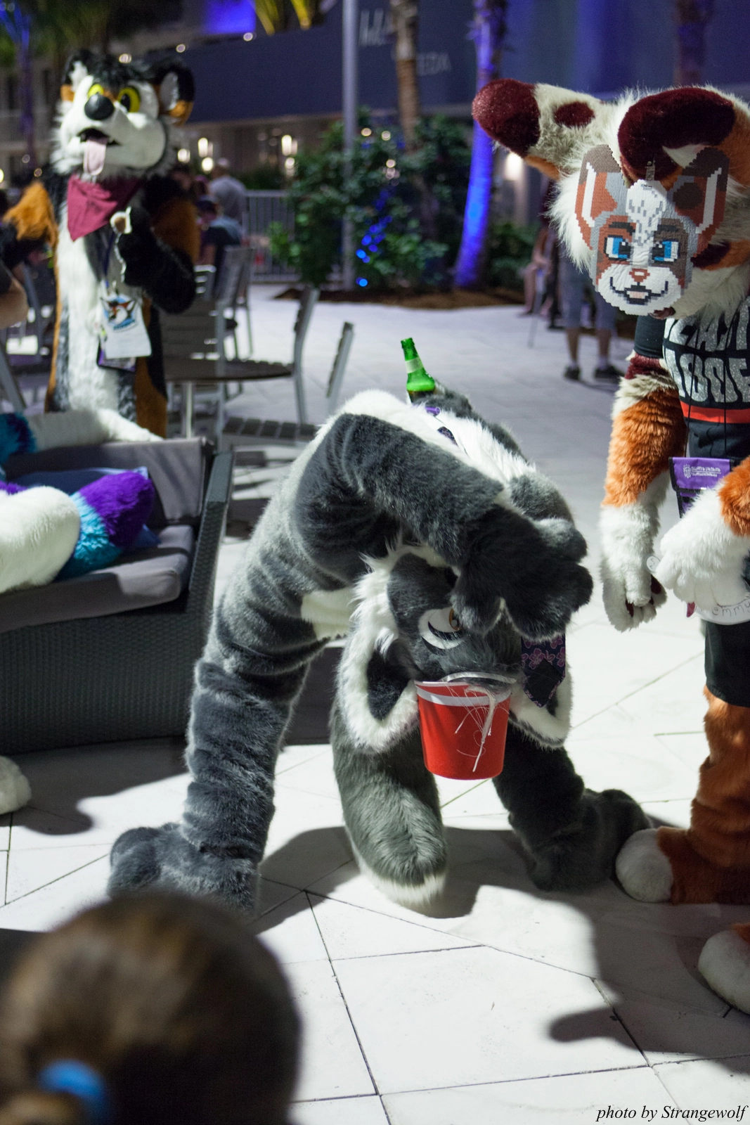 full image IMG_8577-lr16t.jpg