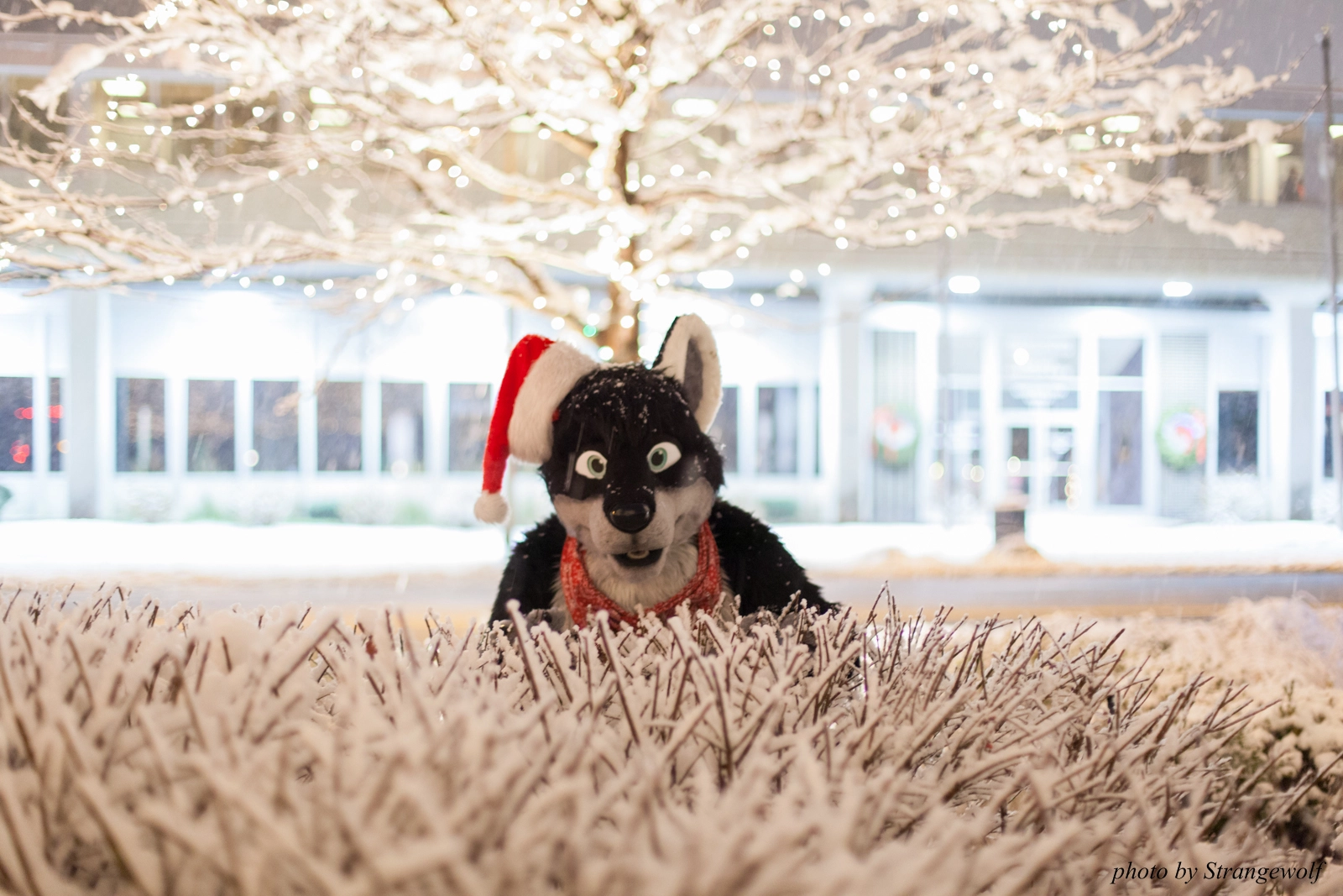 full image IMG_0835-lr16t.jpg