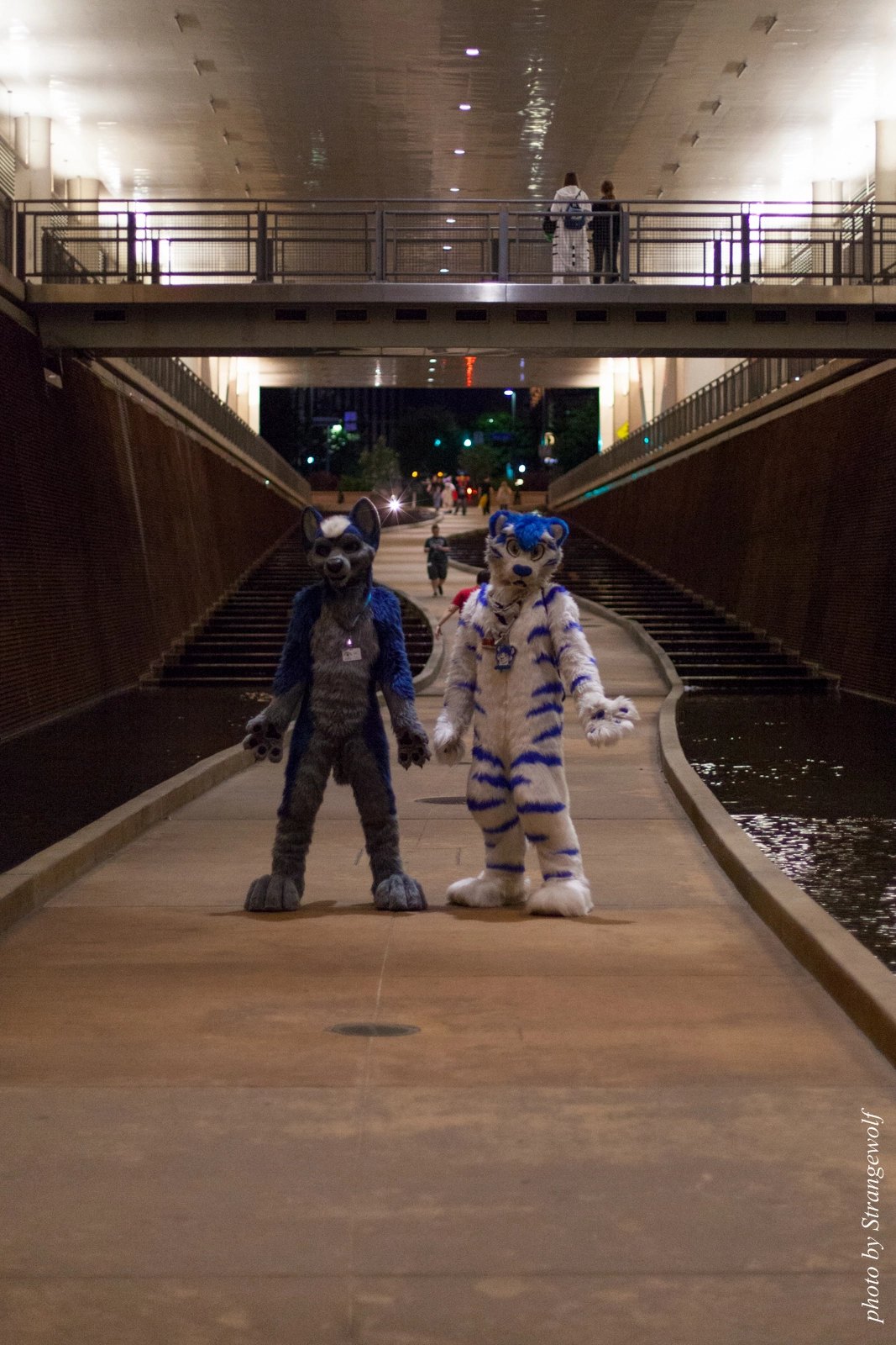 full image IMG_8016-lr16t.jpg