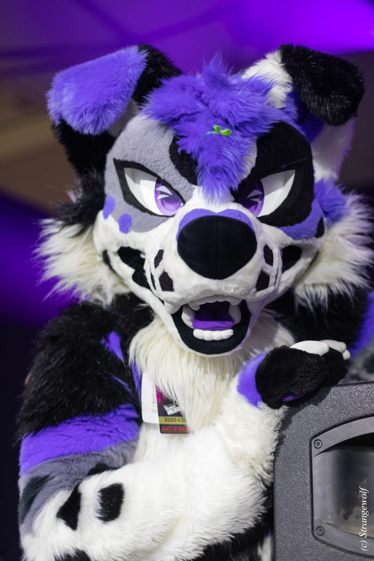 full image 1R3A0793-lr19t.jpg