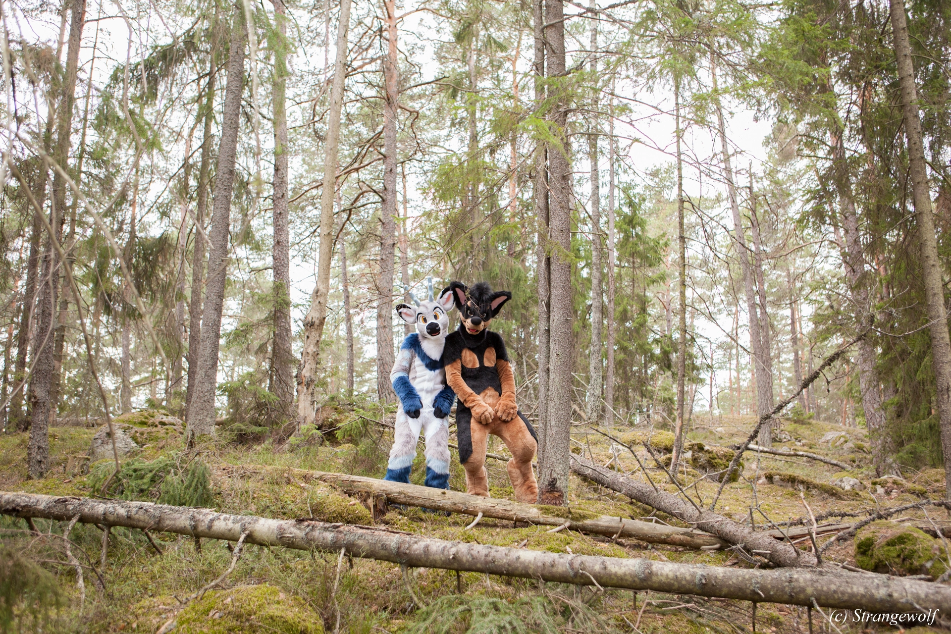 full image IMG_8528-lr19t.jpg