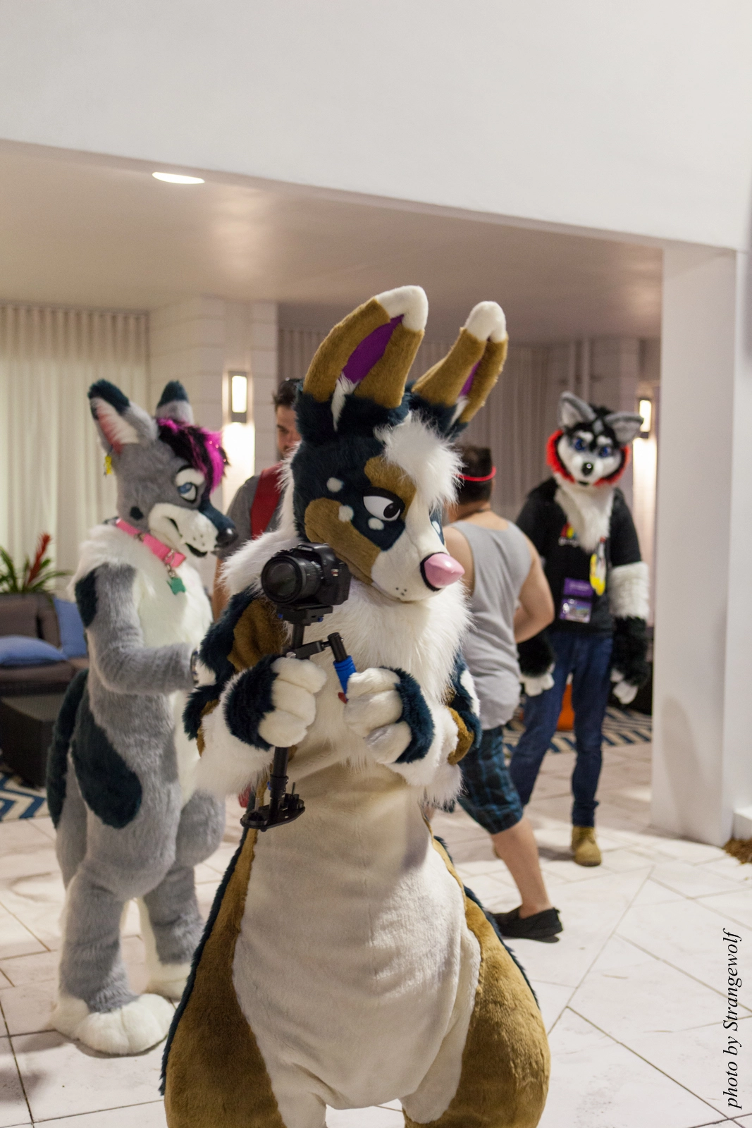 full image IMG_8464-lr16t.jpg