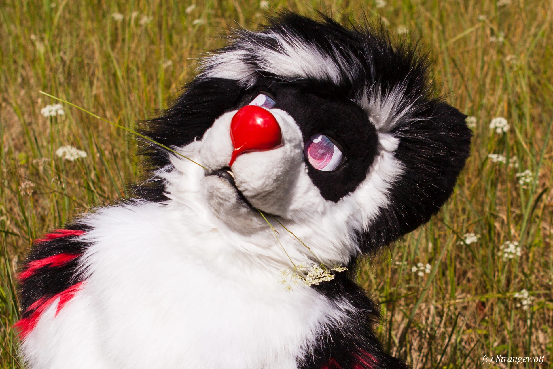 full image IMG_6246-lr19t.jpg